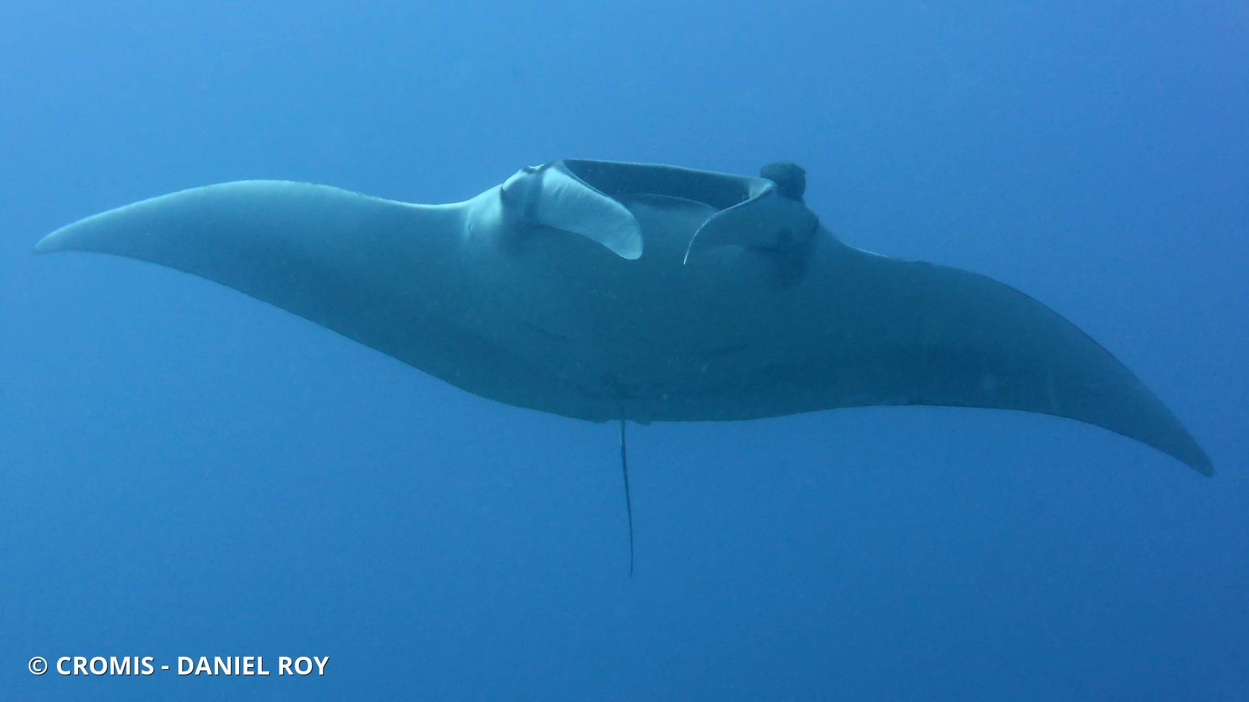 Manta géante