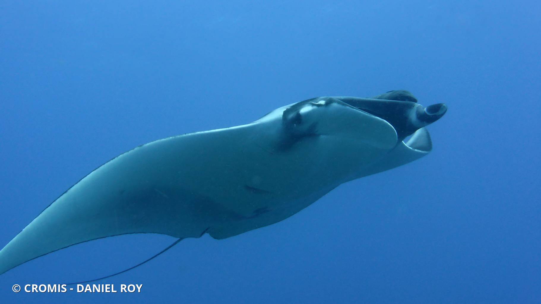 Manta géante