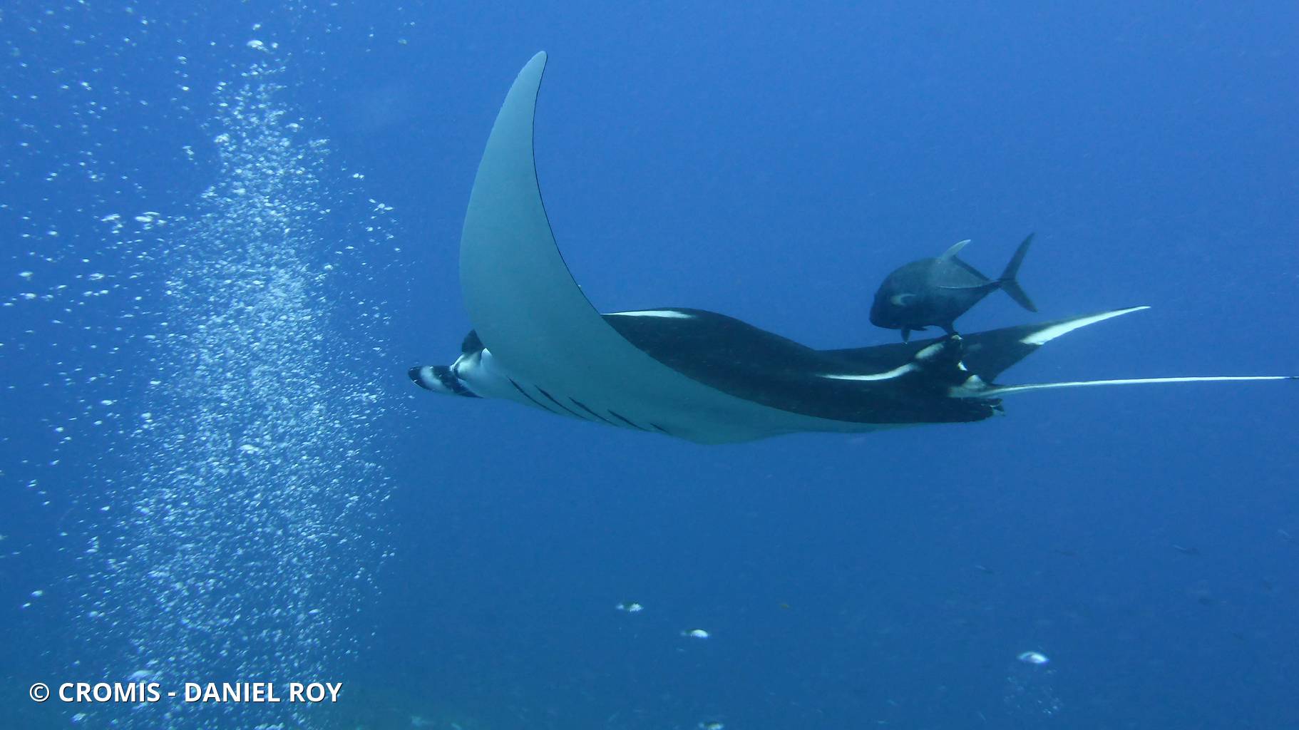Manta géante
