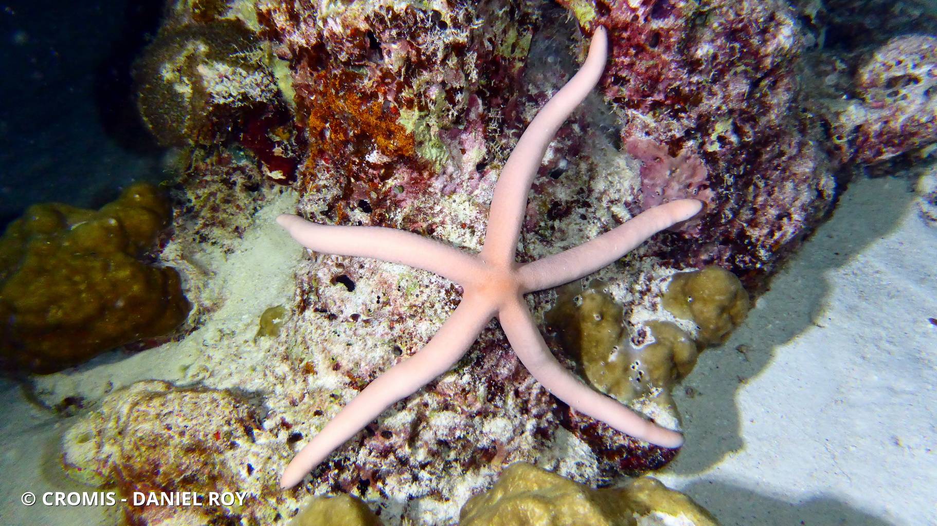Etoile comète de Floride