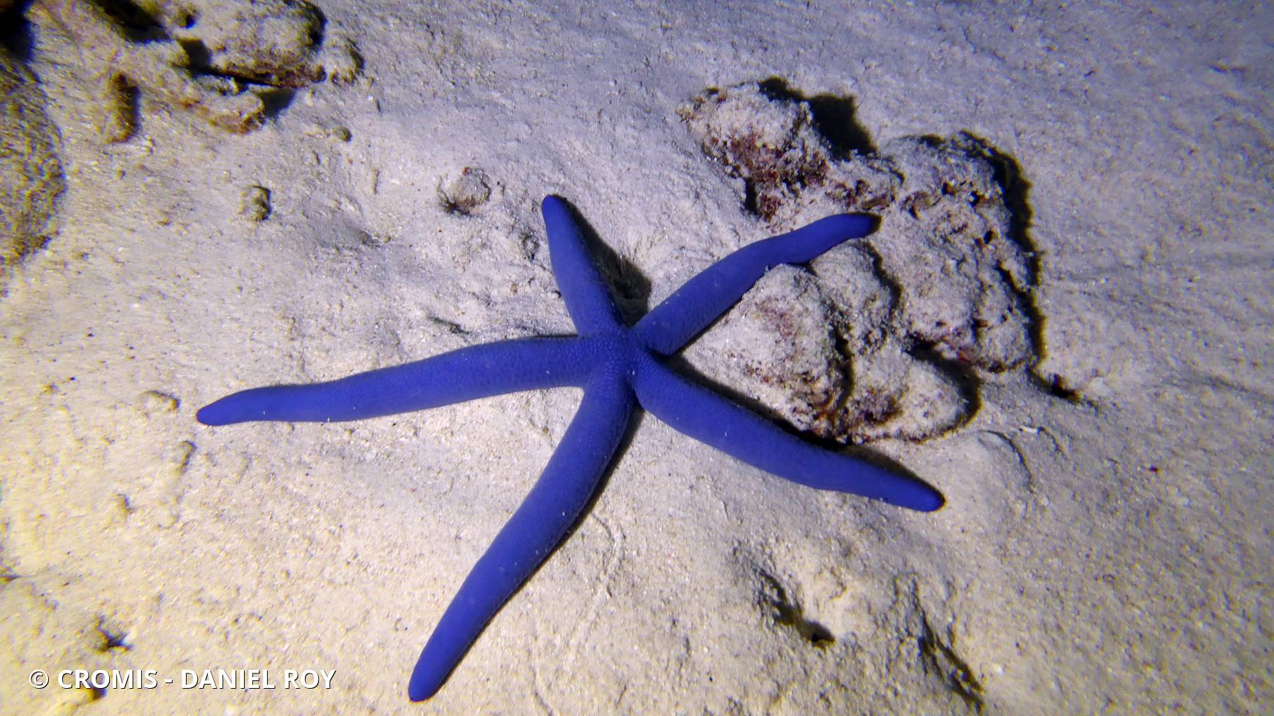 Linckia bleue