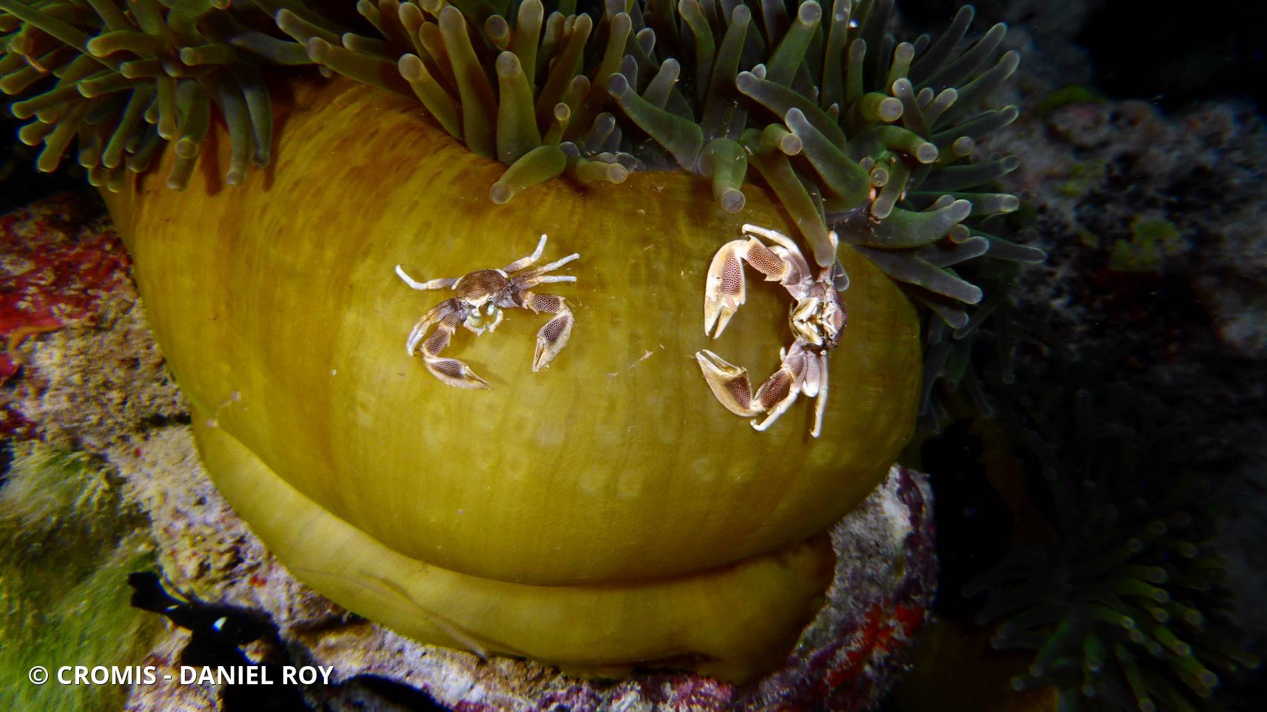 Crabe porcelaine