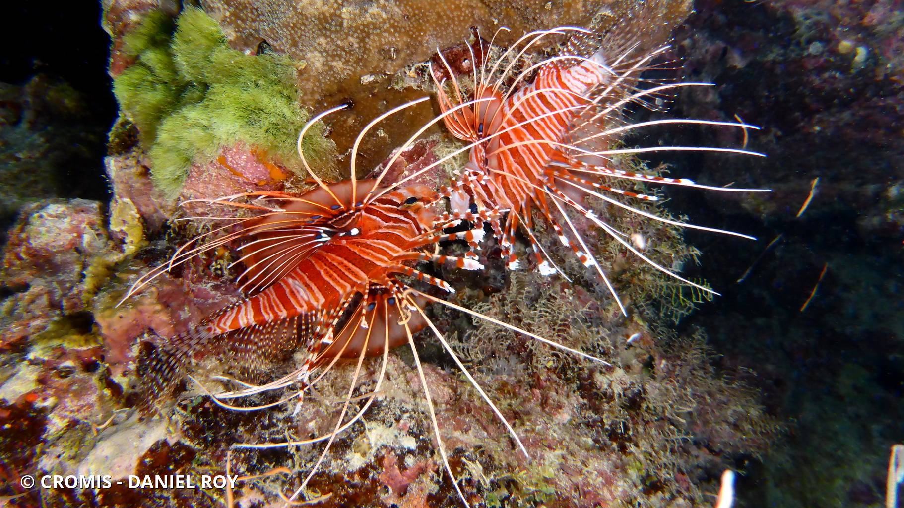 Poisson-scorpion à antennes
