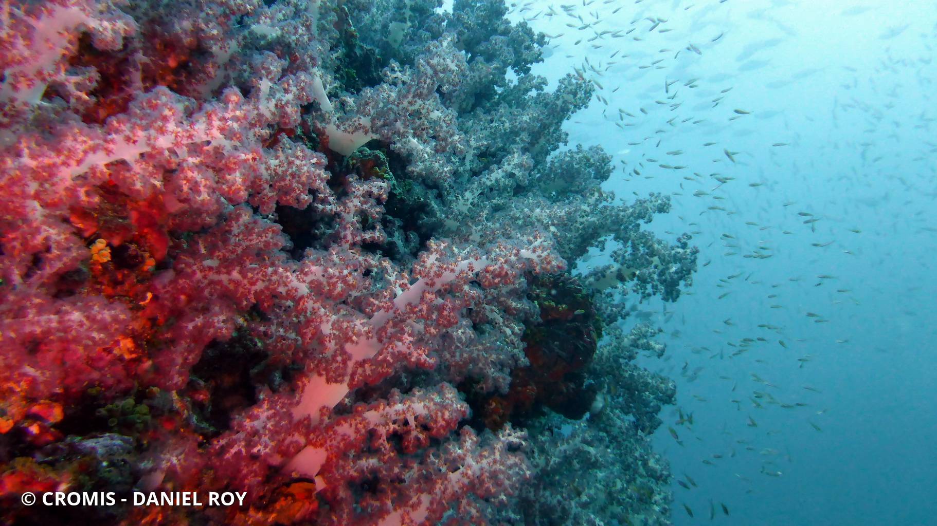 Alcyonaire épineux