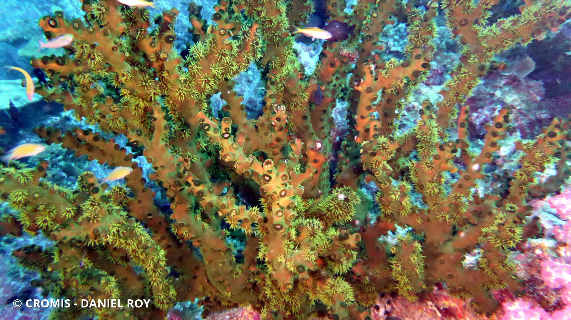 Tubastrée arborescente