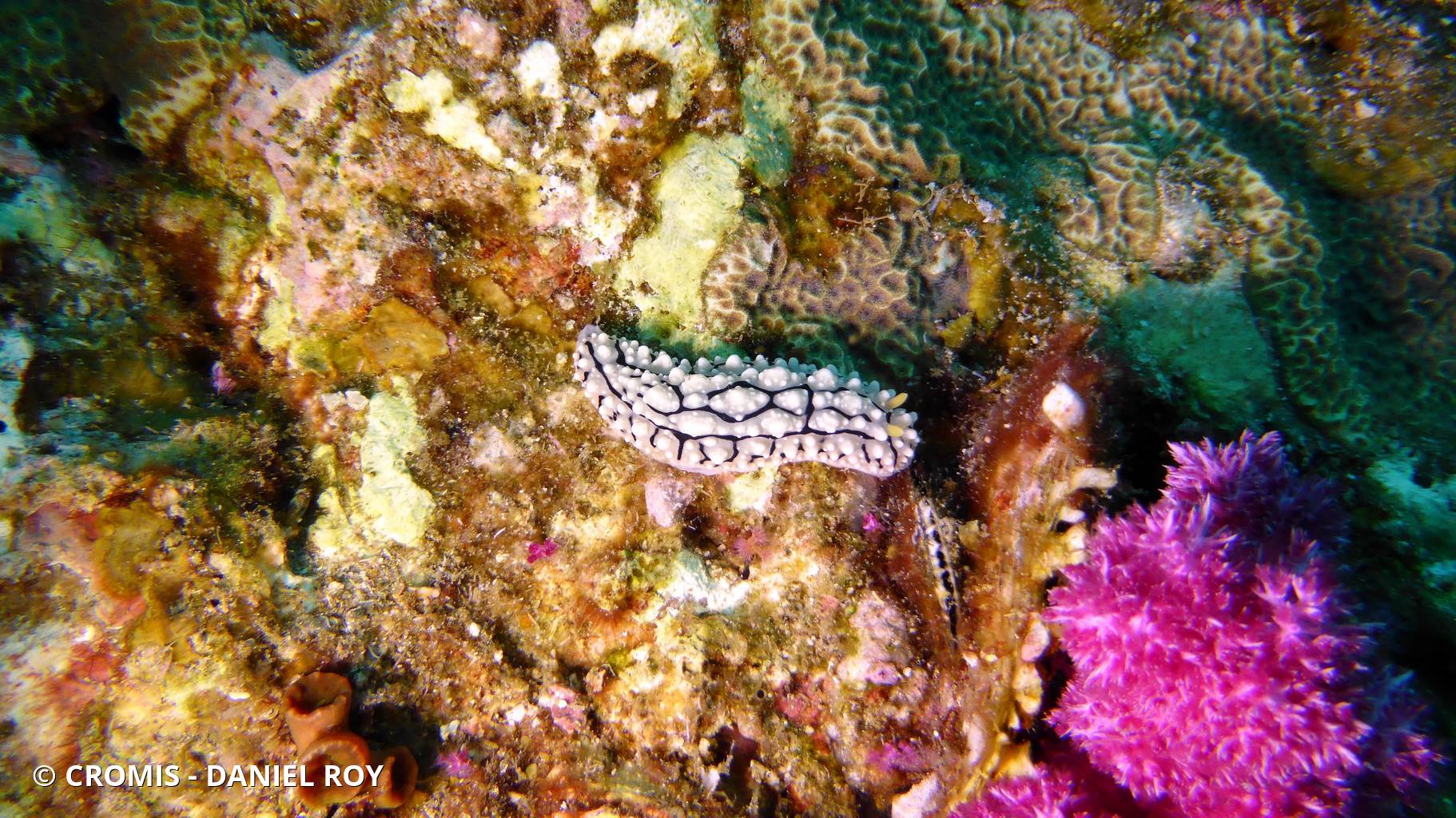 Phyllidie élégante