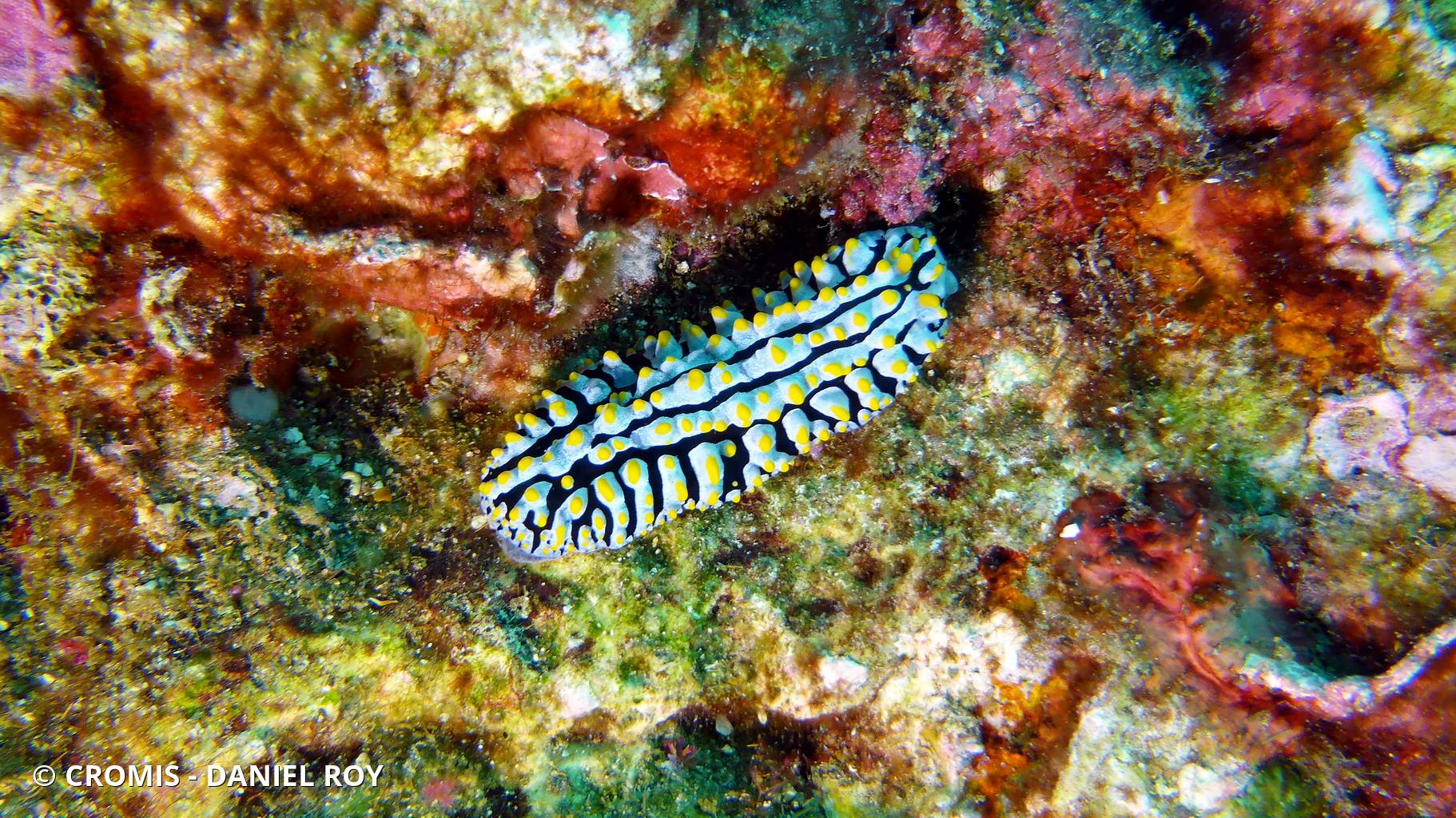 Phyllidie verruqueuse