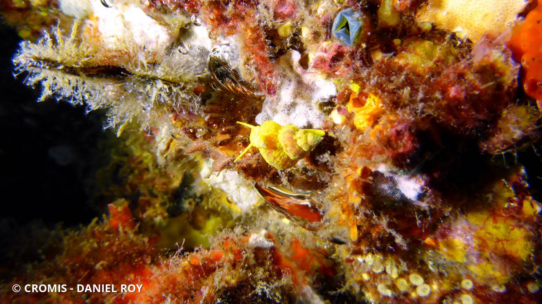Scalaire jaune
