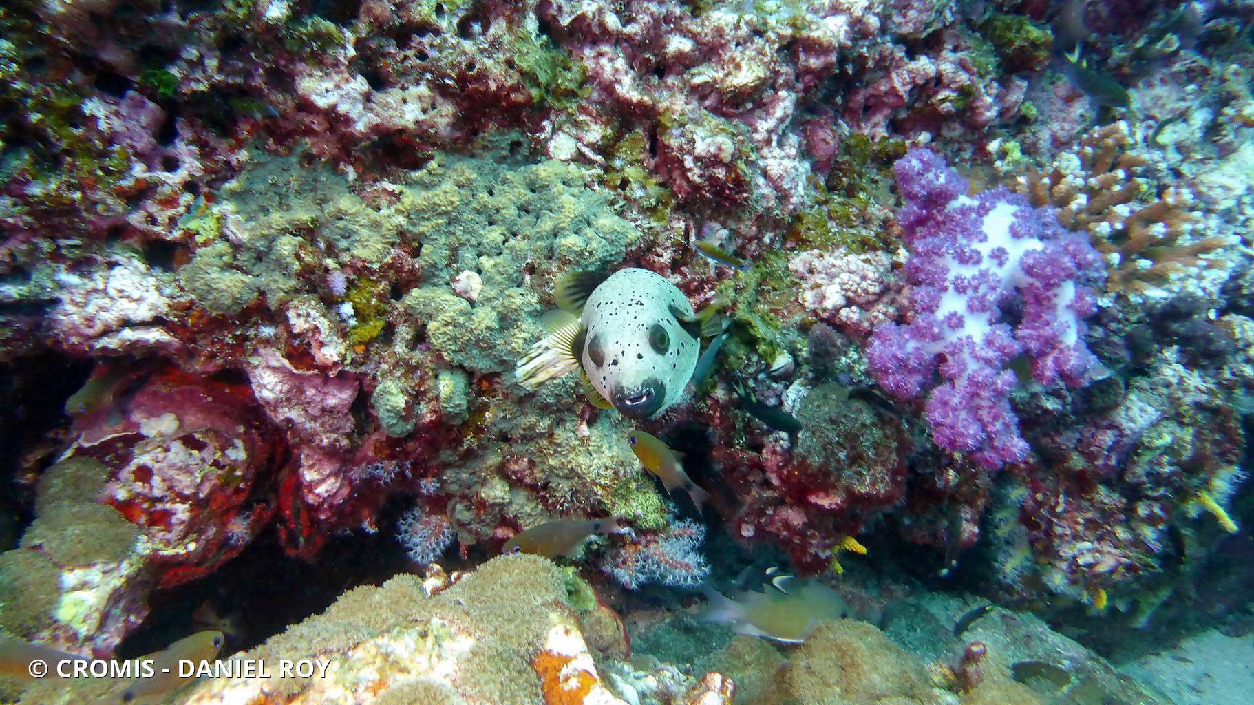 Poisson-ballon à taches noires