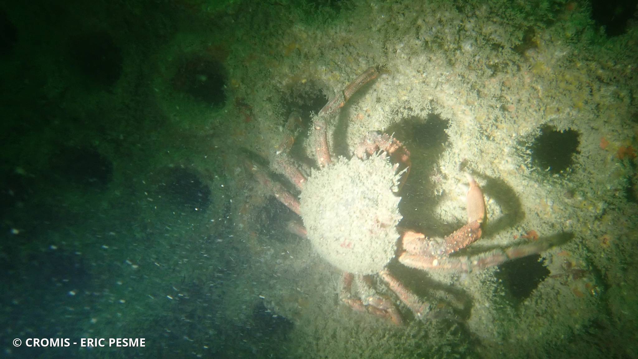 Araignée de mer Atlantique