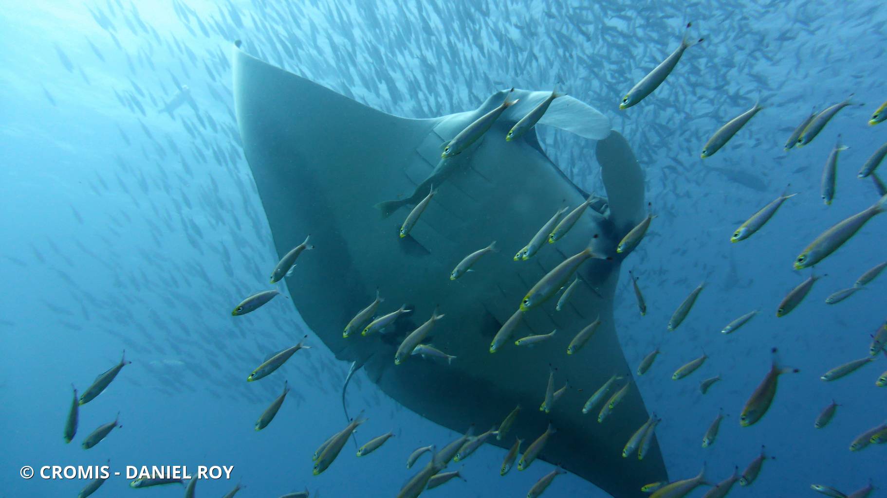 Manta géante