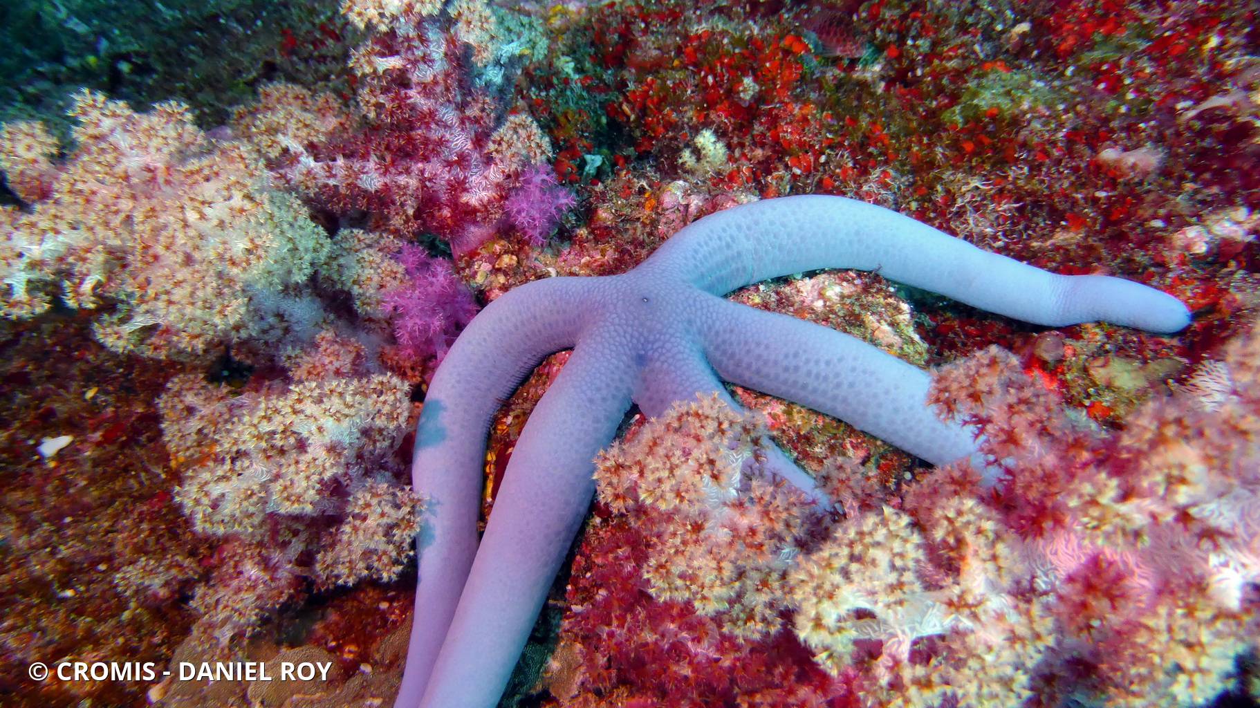 Linckia bleue