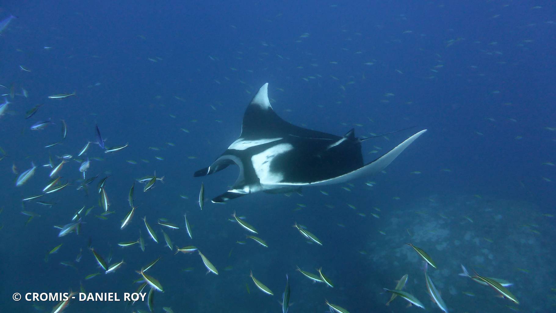 Manta géante