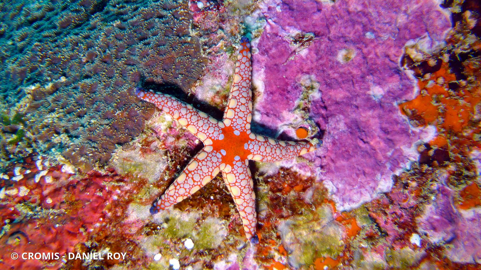 Etoile à nodules