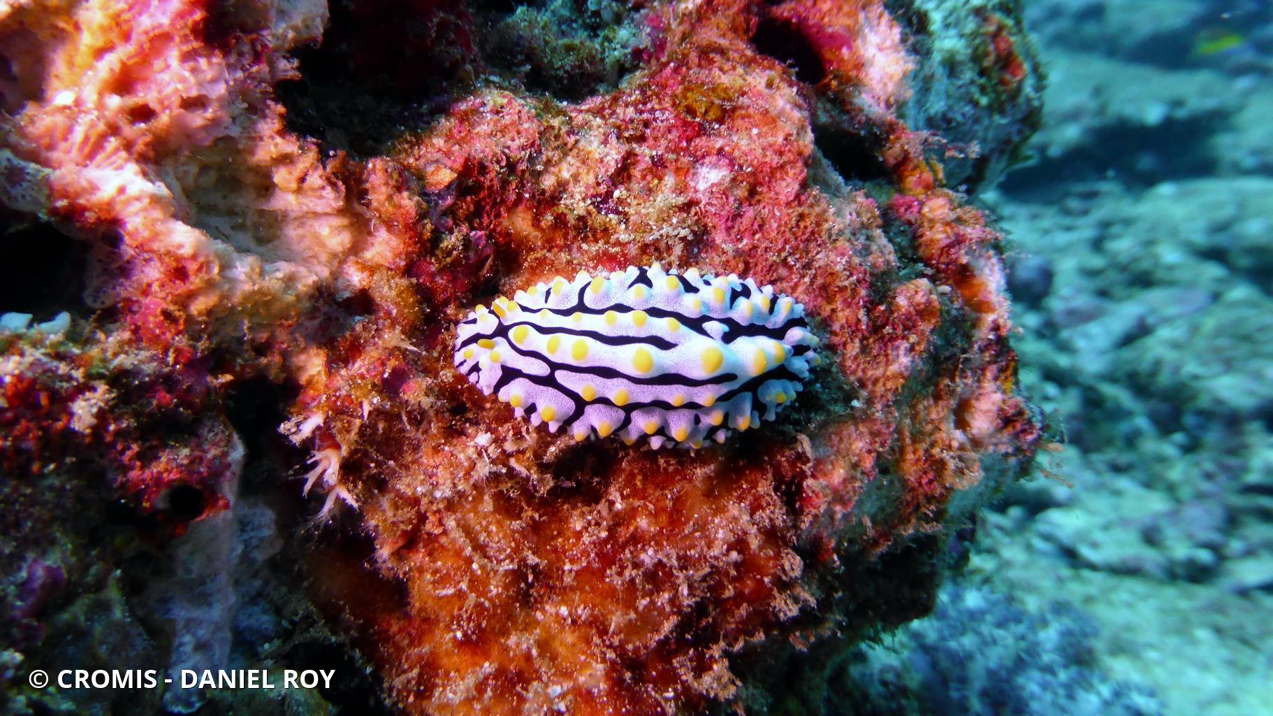 Phyllidie verruqueuse