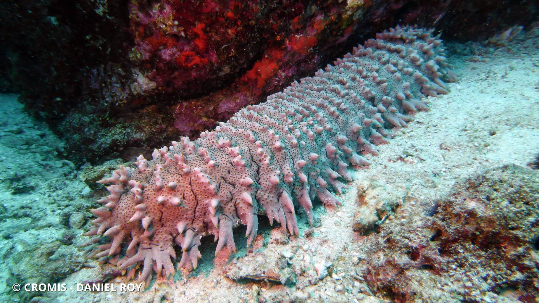 Concombre de mer épineux