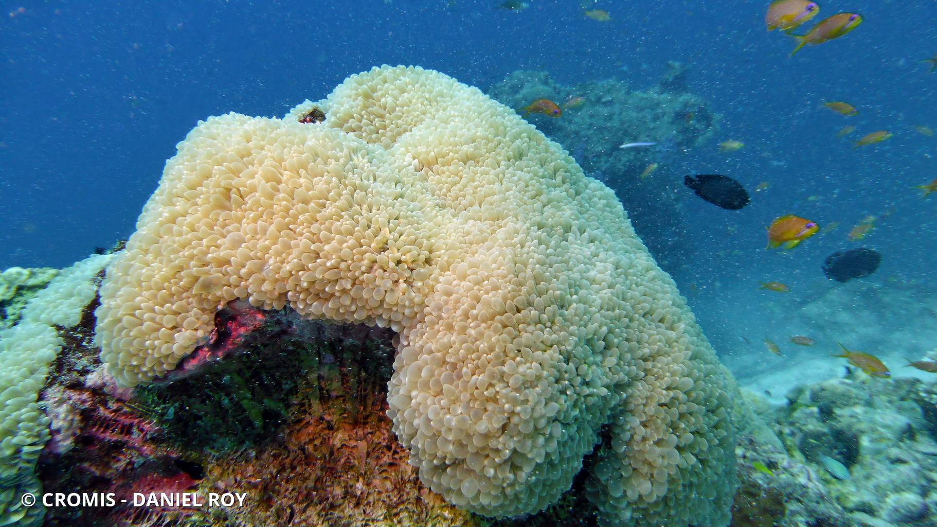 Corail à bulles