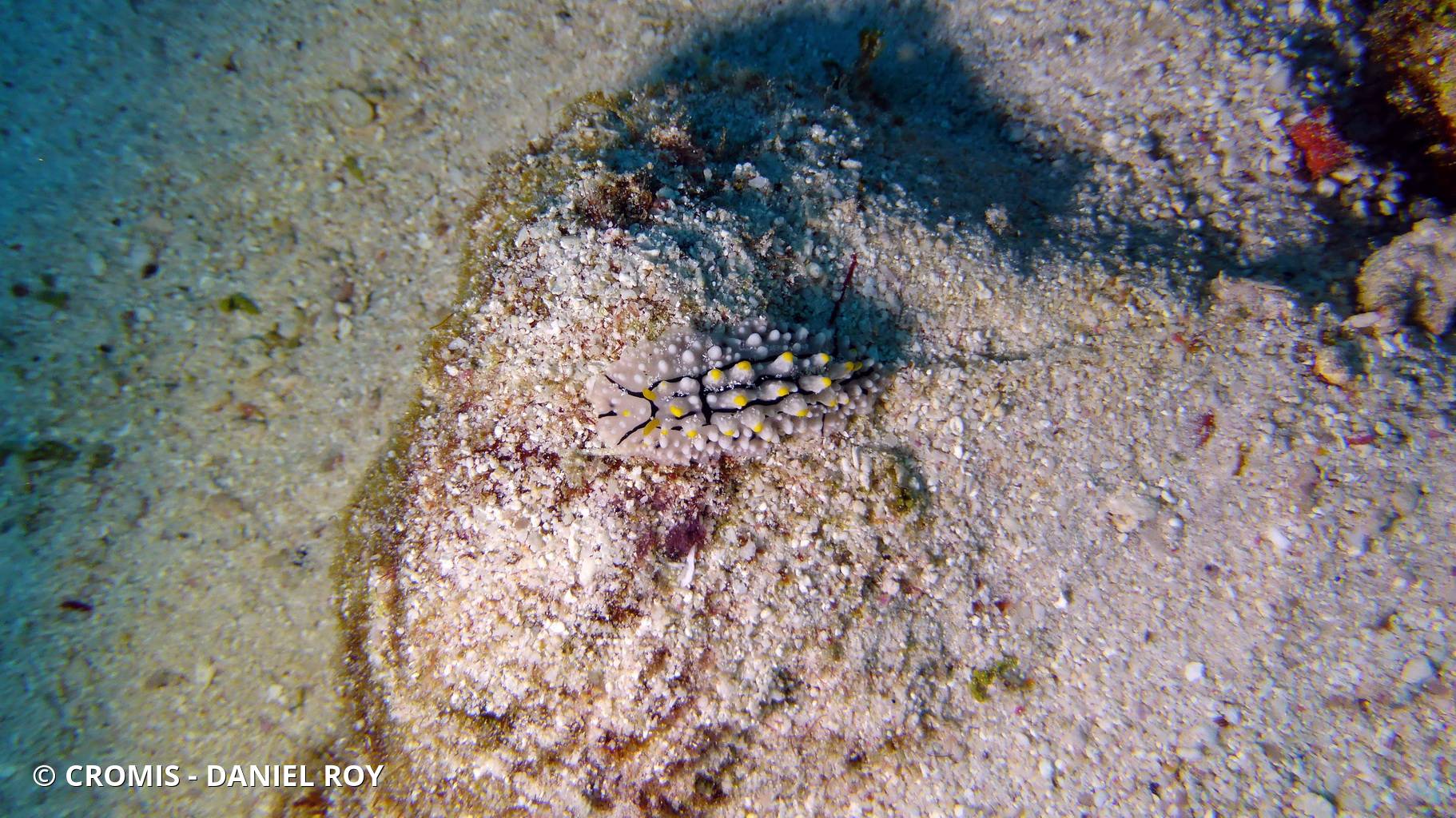 Phyllidie élégante