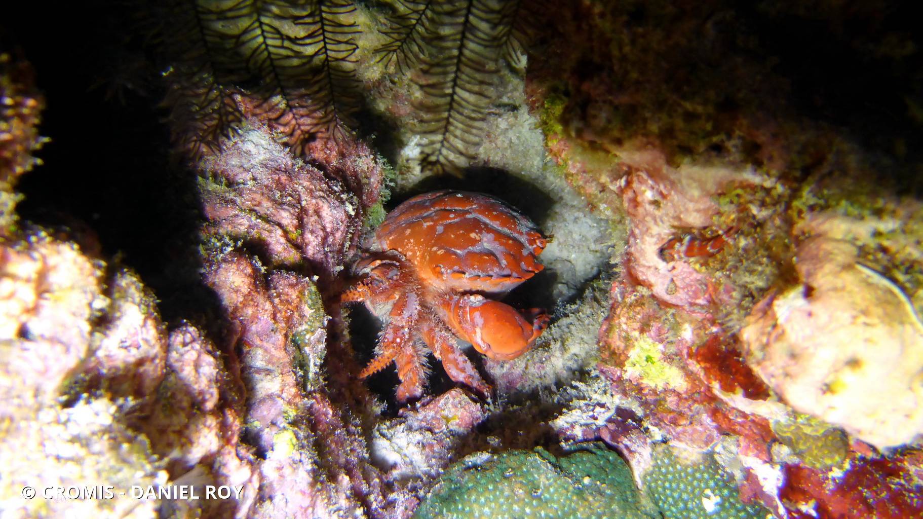 Crabe splendide