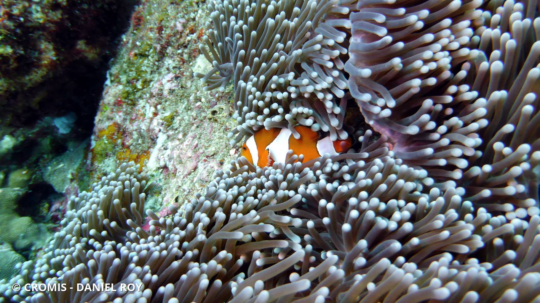 Poisson-clown ocellé