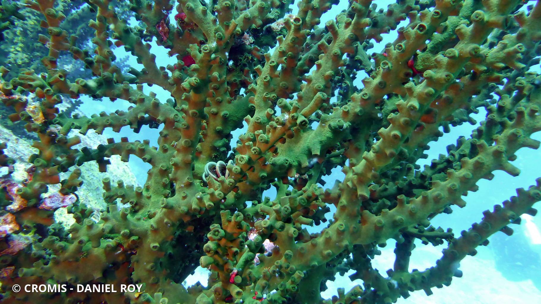 Tubastrée arborescente