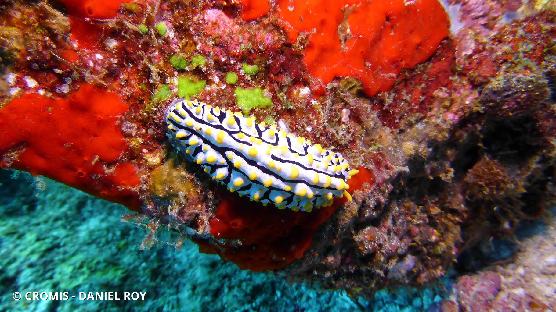 Phyllidie verruqueuse