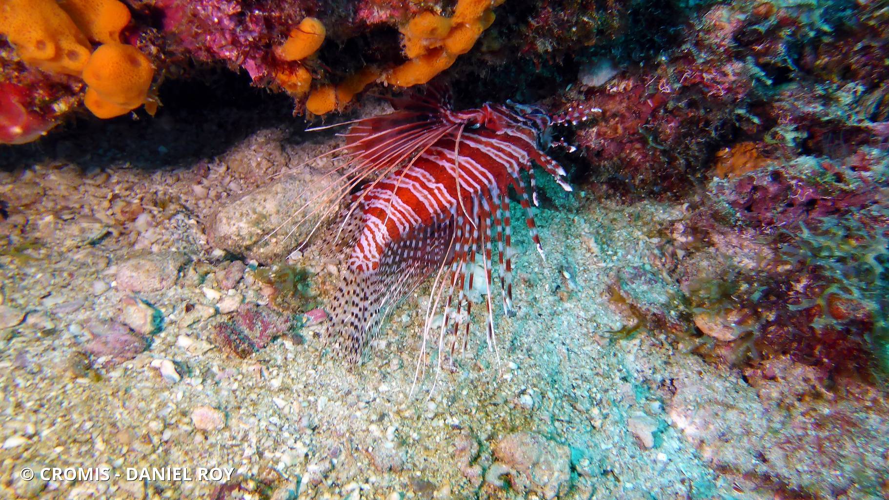 Poisson-scorpion à antennes
