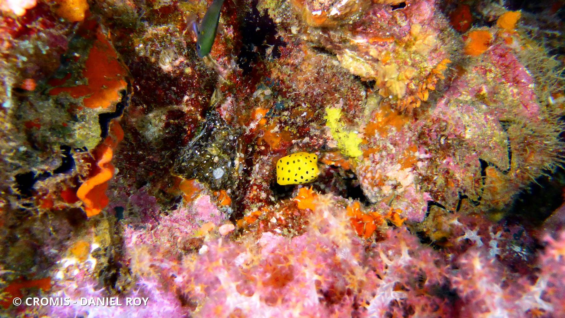 Poisson-coffre jaune