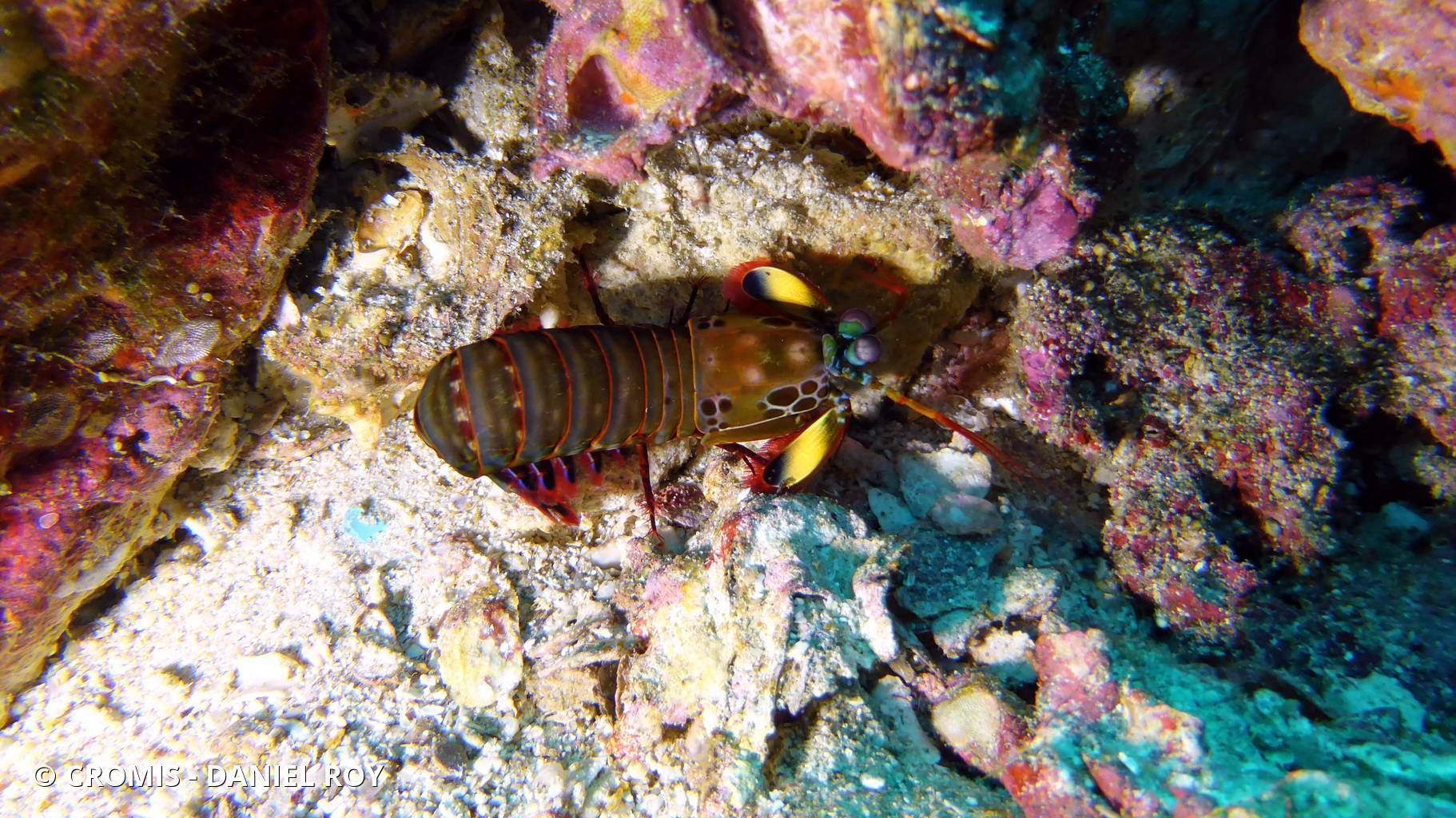 Mante de mer paon