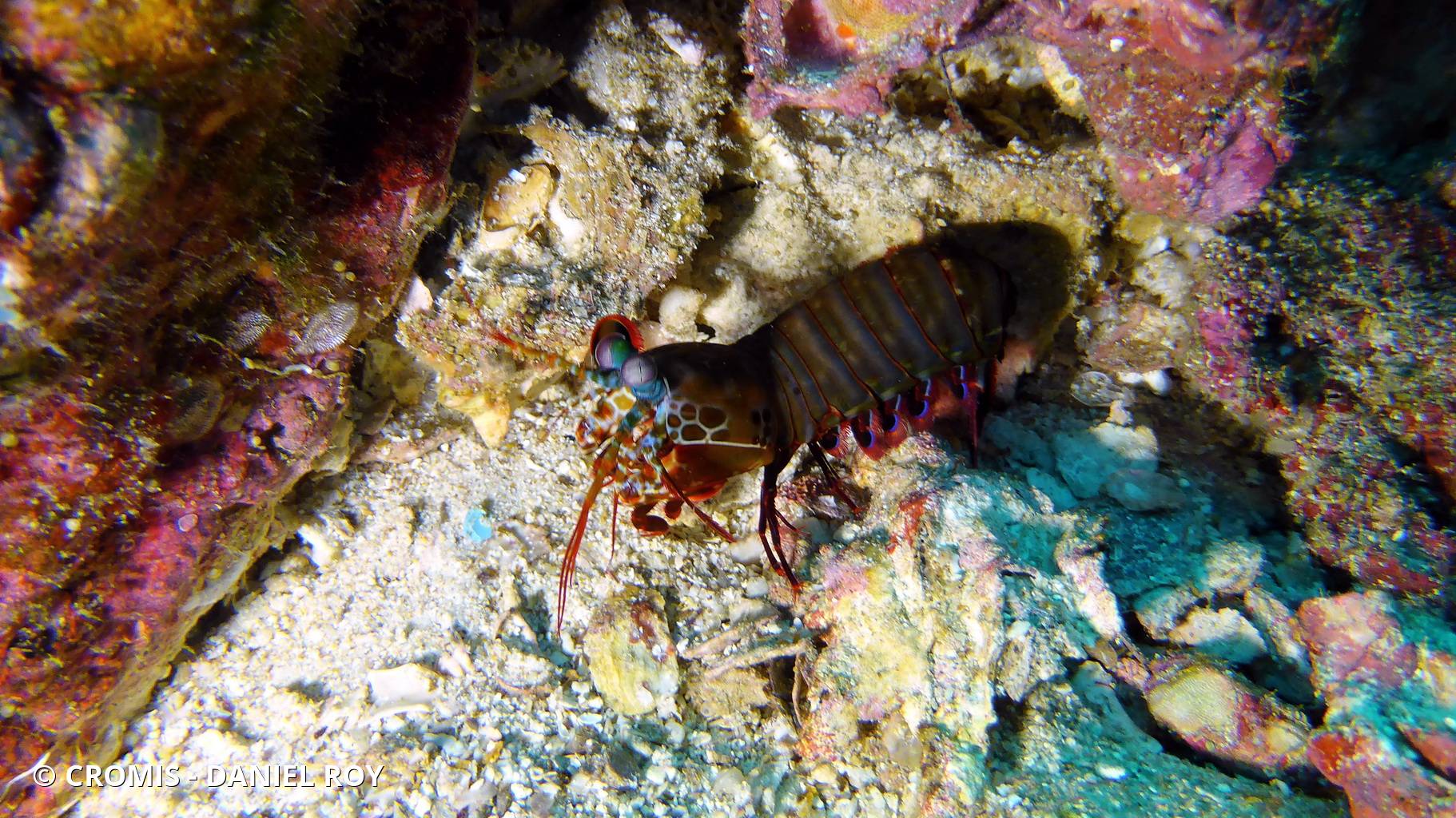 Mante de mer paon