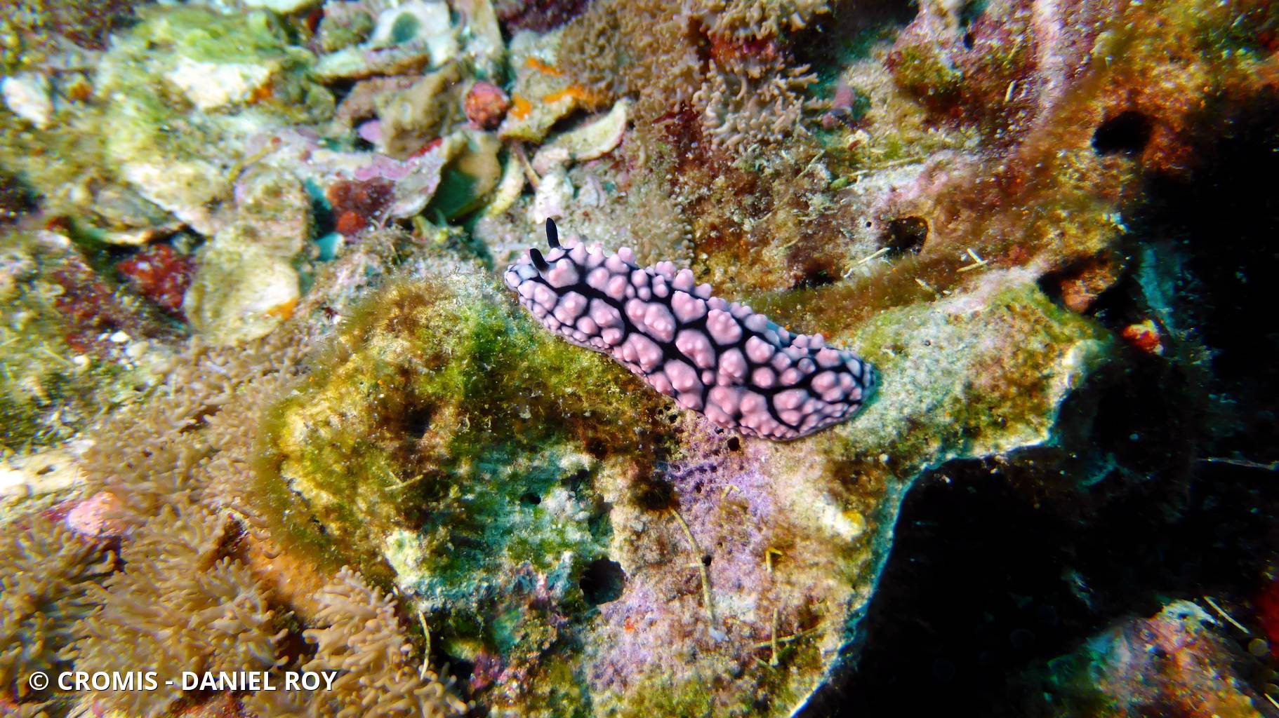 Phyllidie pustuleuse