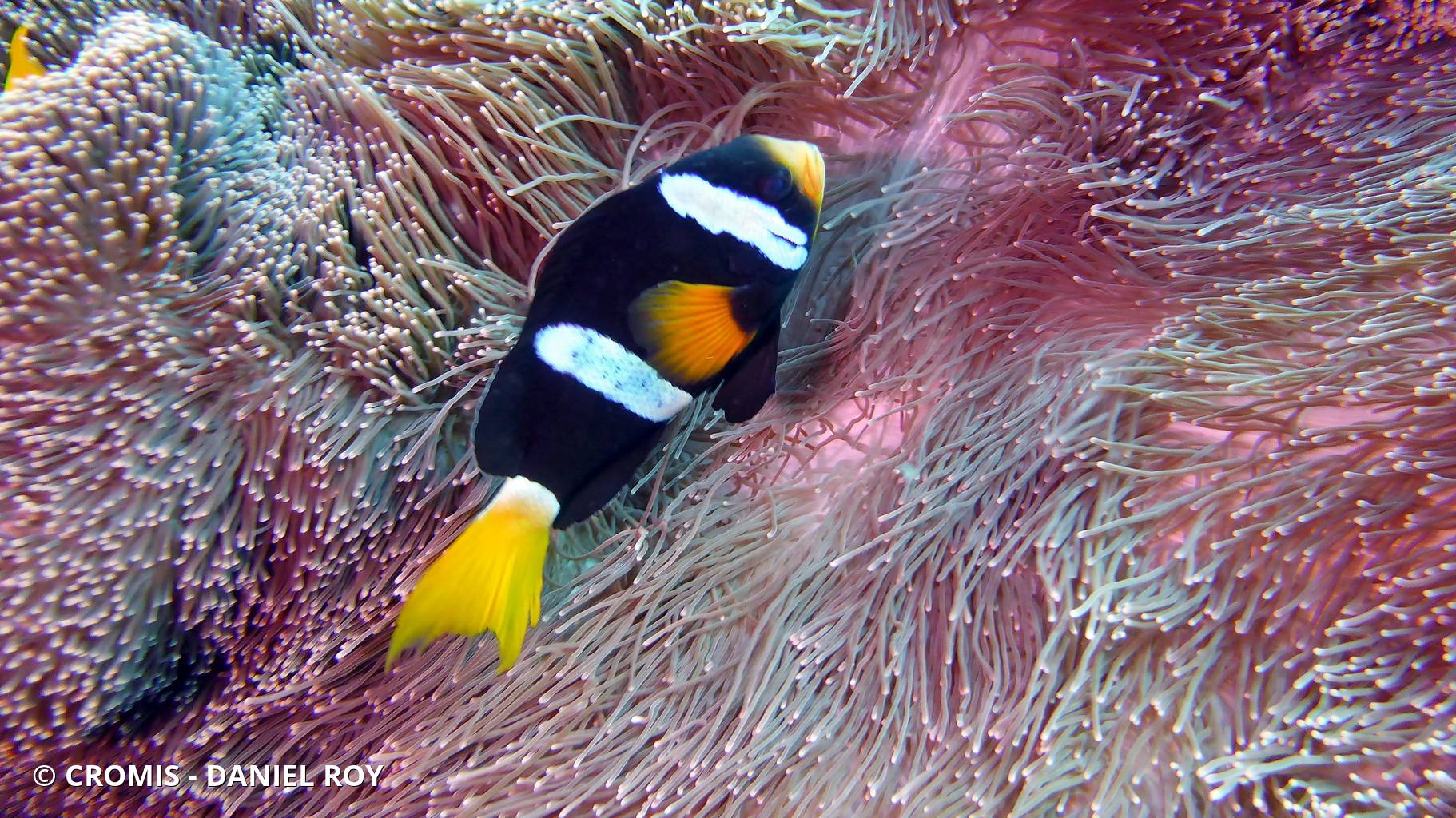 Poisson-clown de Clark