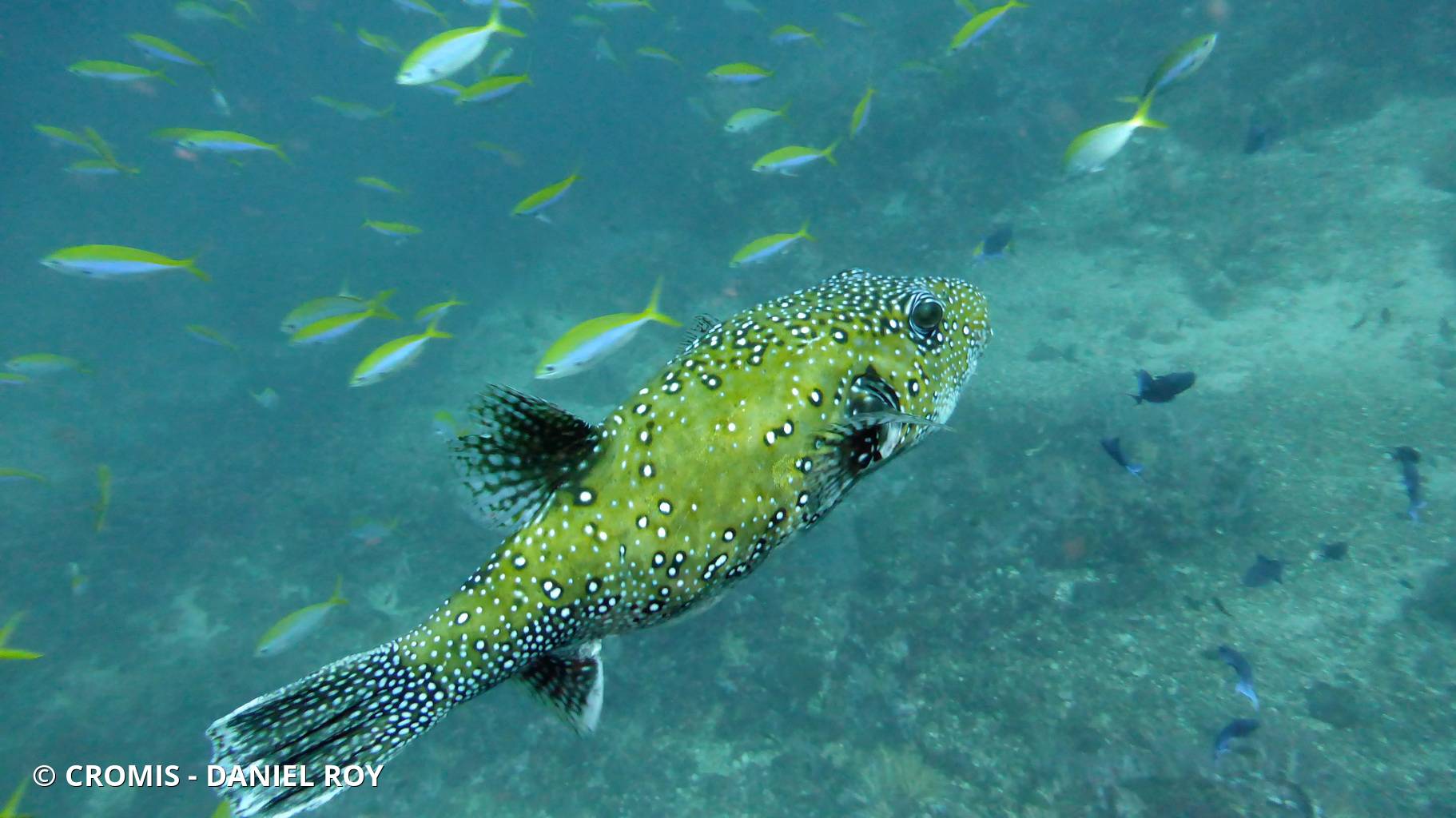 Poisson-ballon à taches blanches