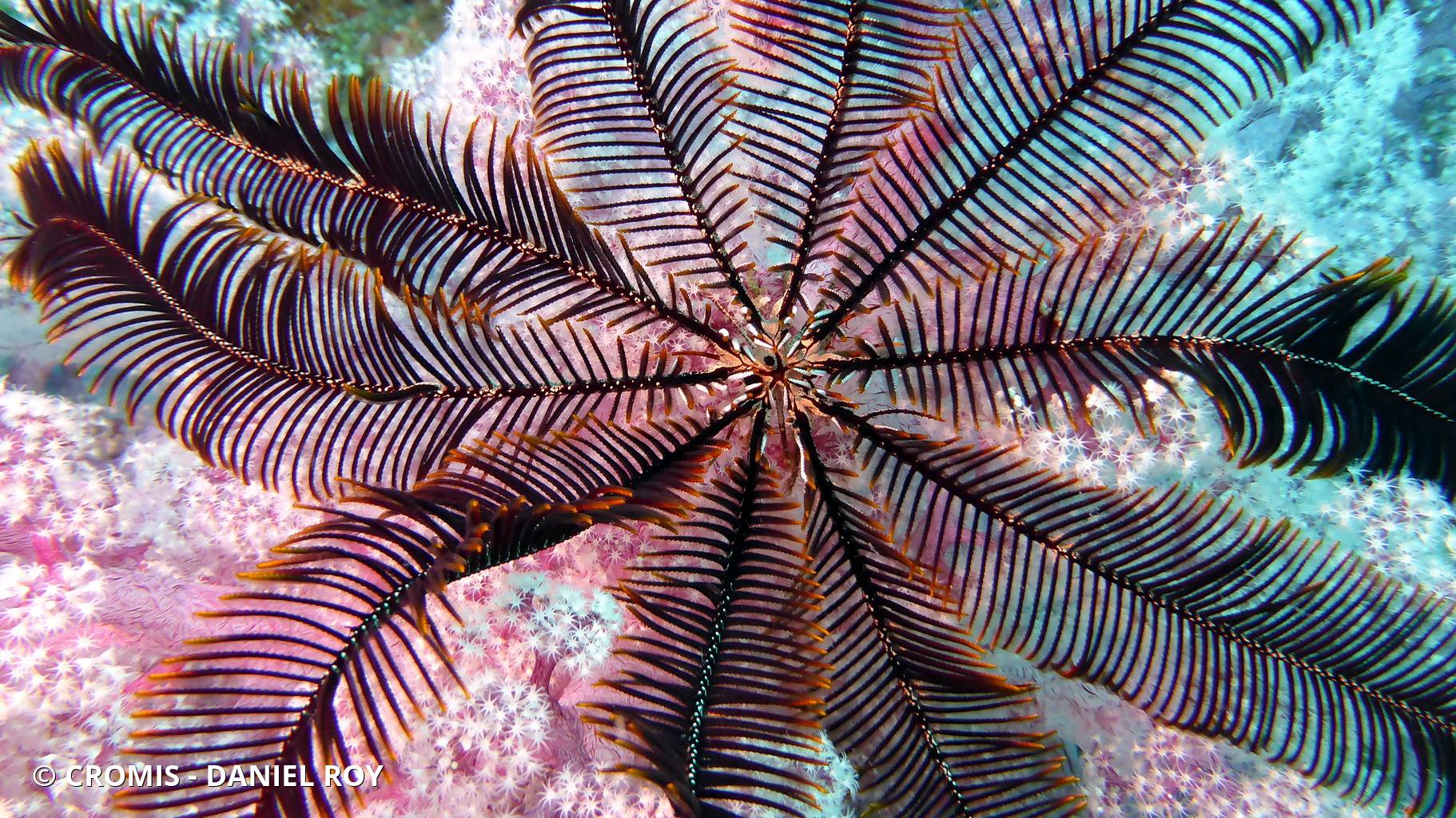 Comatule à carène