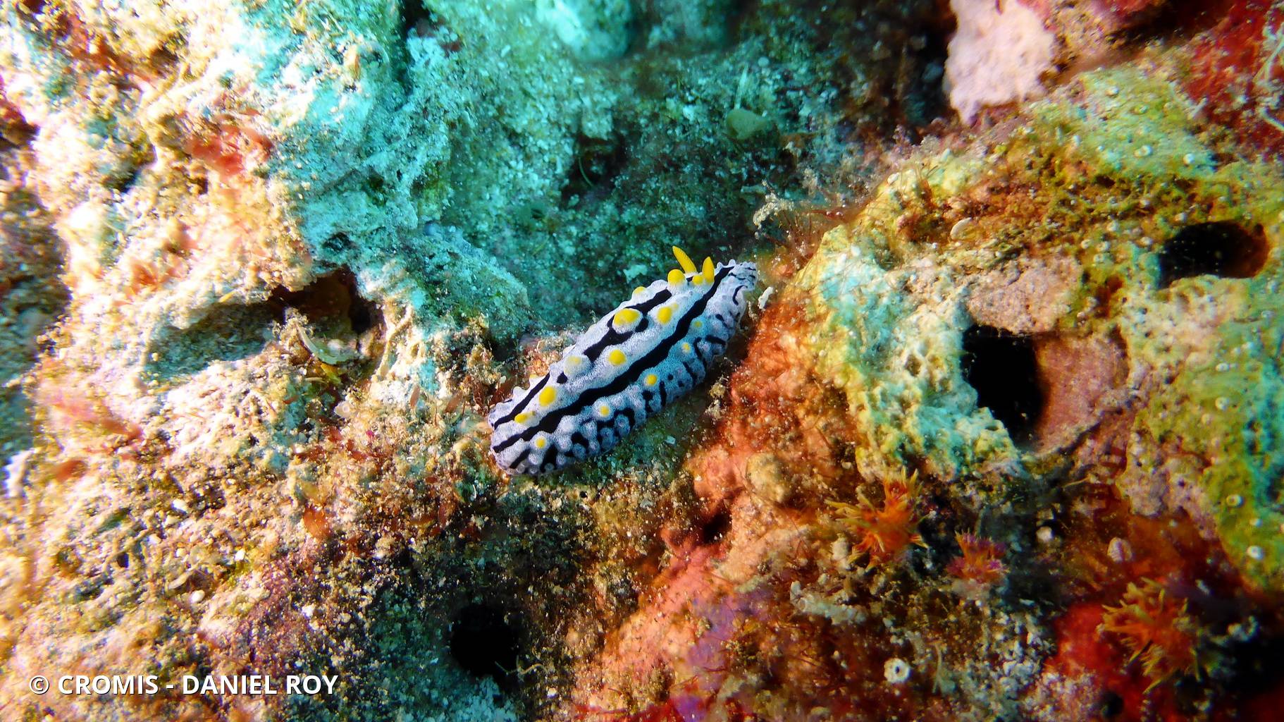 Phyllidie pustuleuse