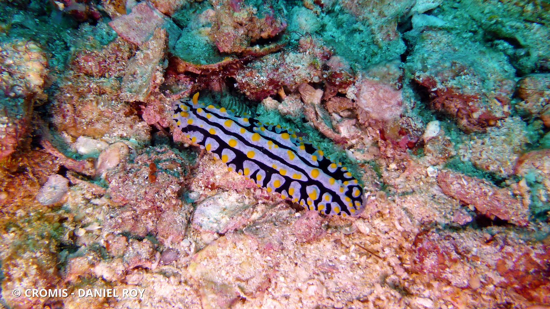 Phyllidie pustuleuse