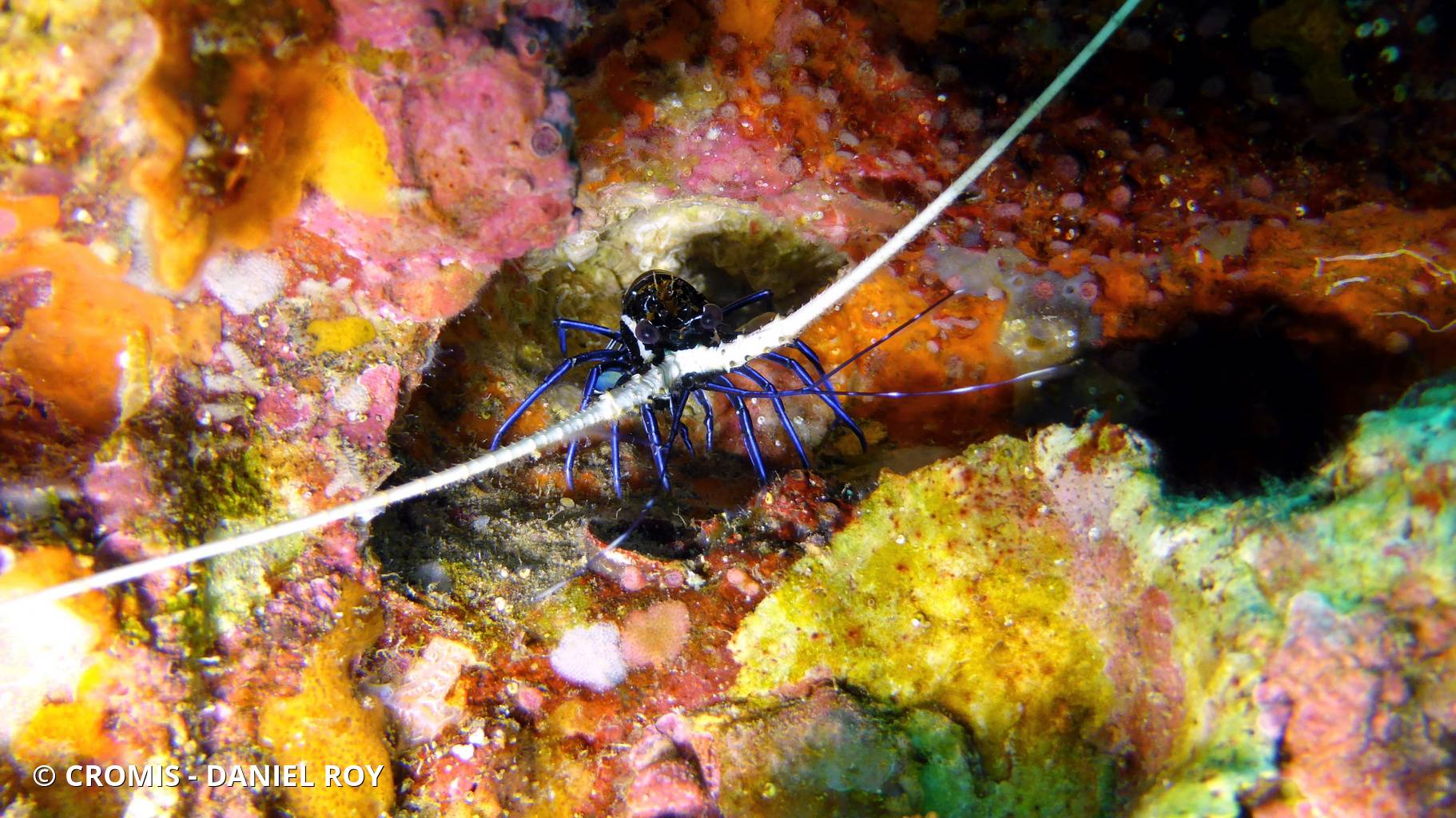 Langouste peinte