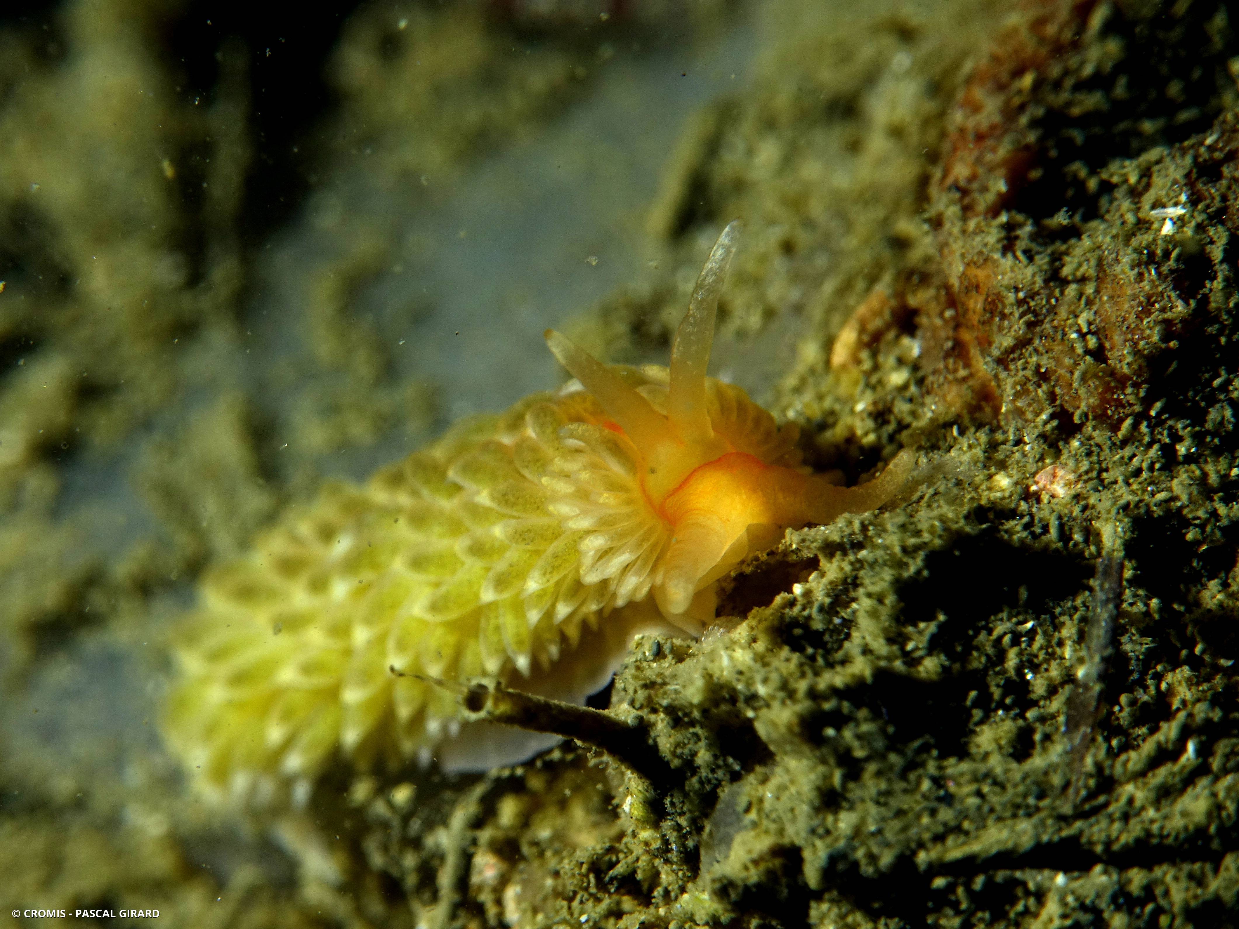 Eolis d'Alder