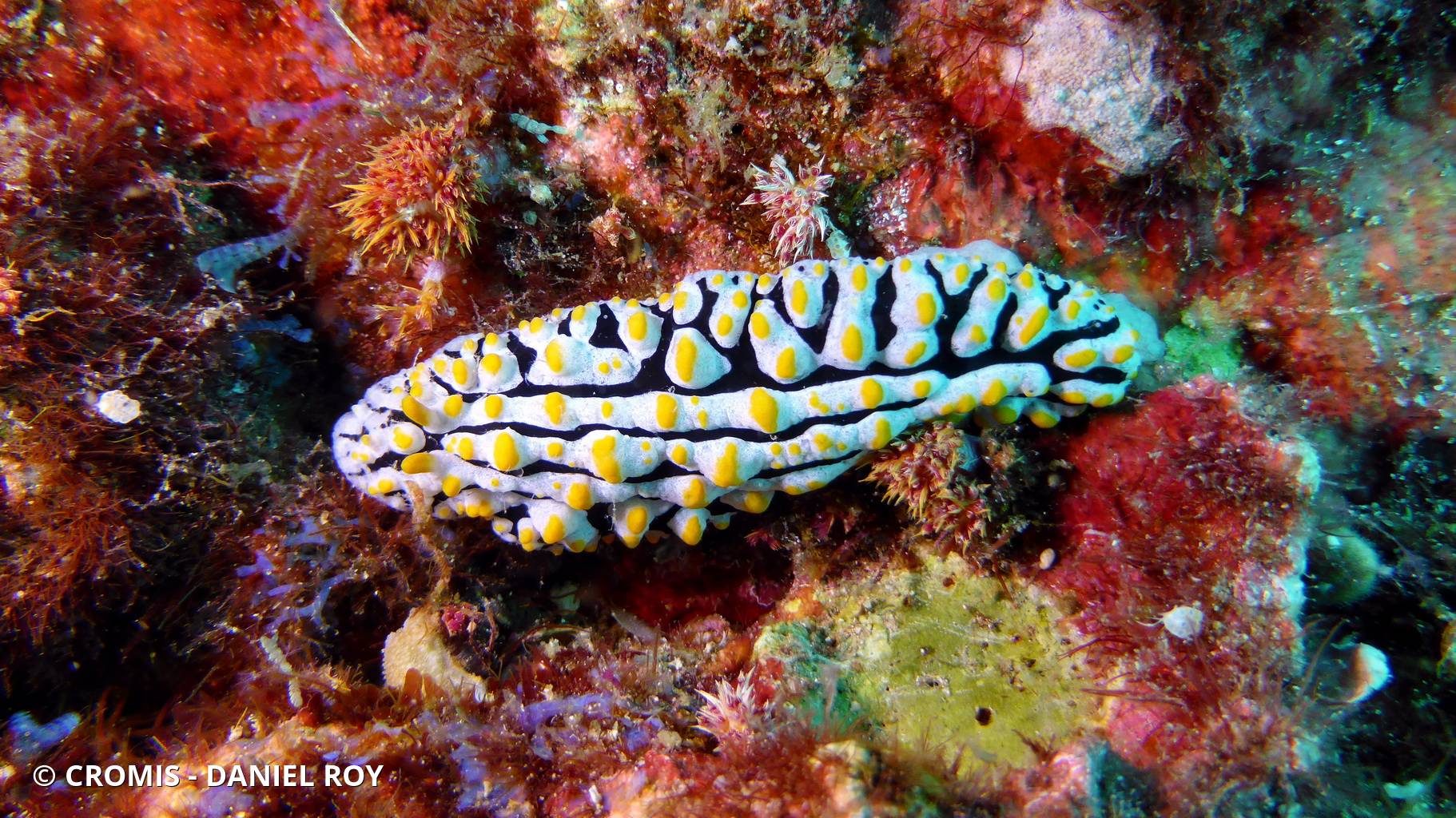 Phyllidie verruqueuse