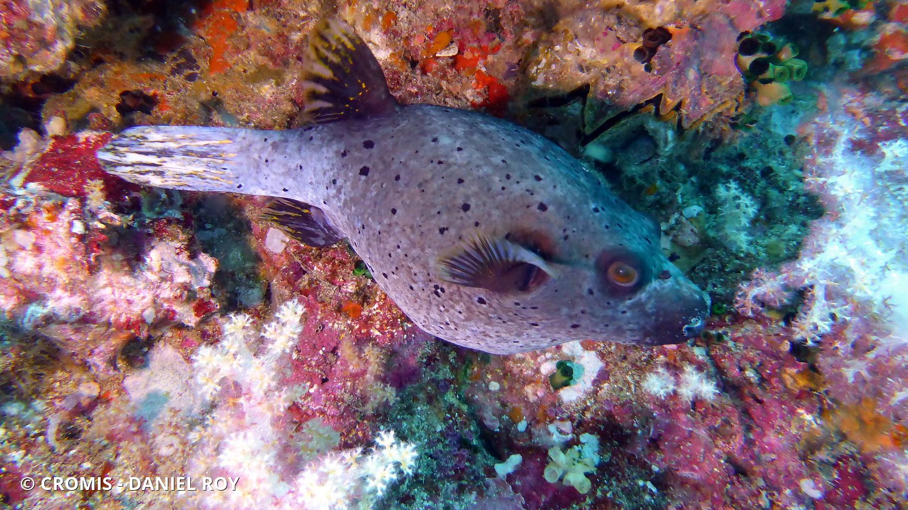 Poisson-ballon à taches noires