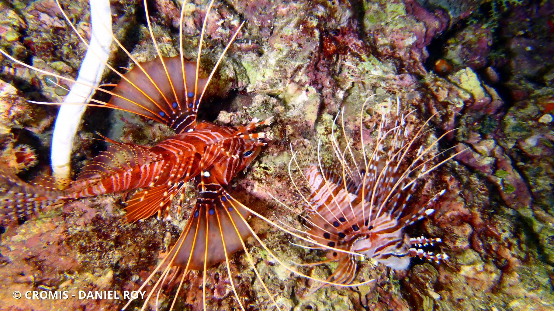 Poisson-scorpion à antennes