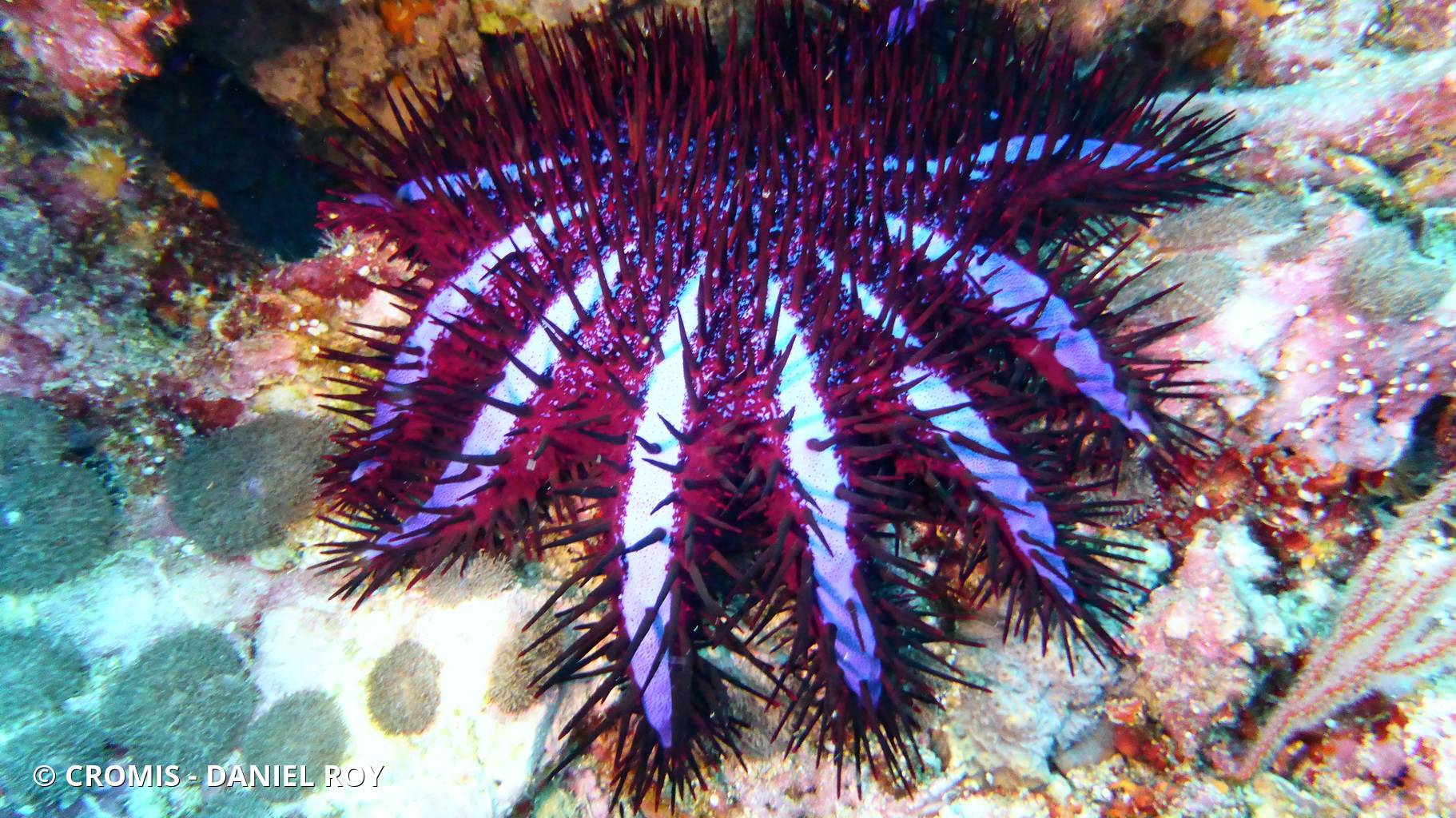 Couronne d’épines
