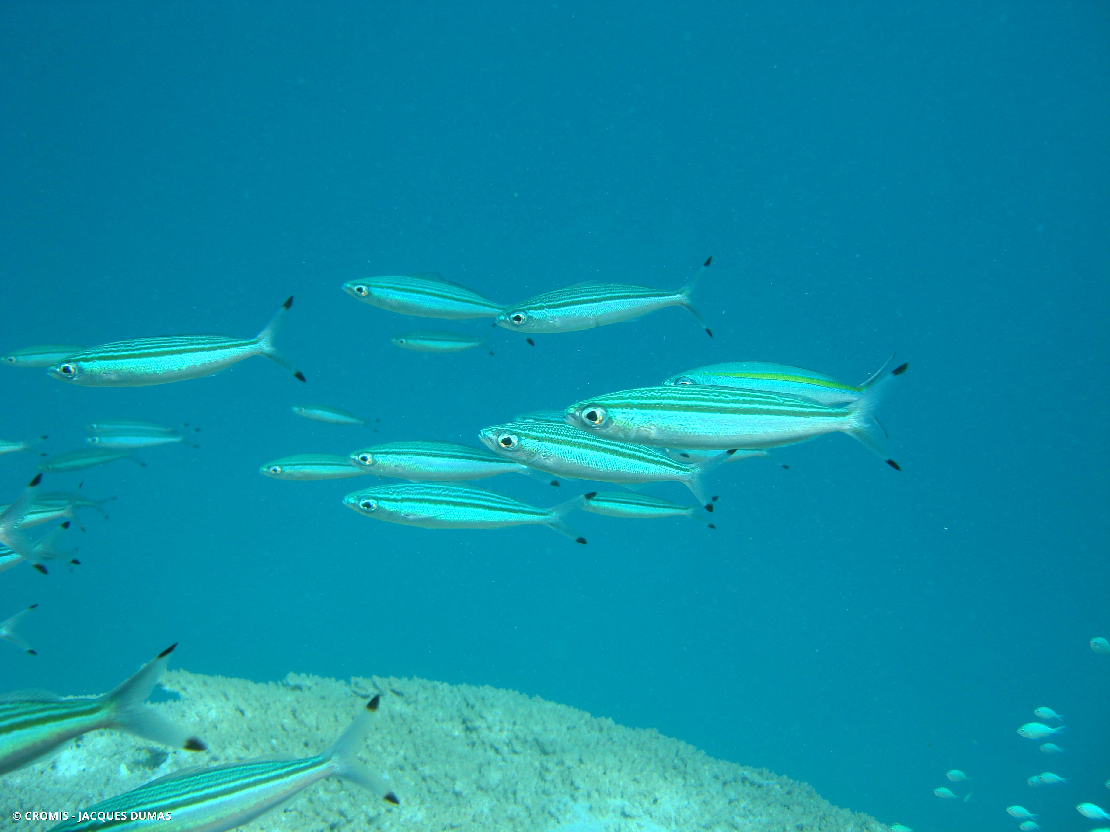 Fusilier strié