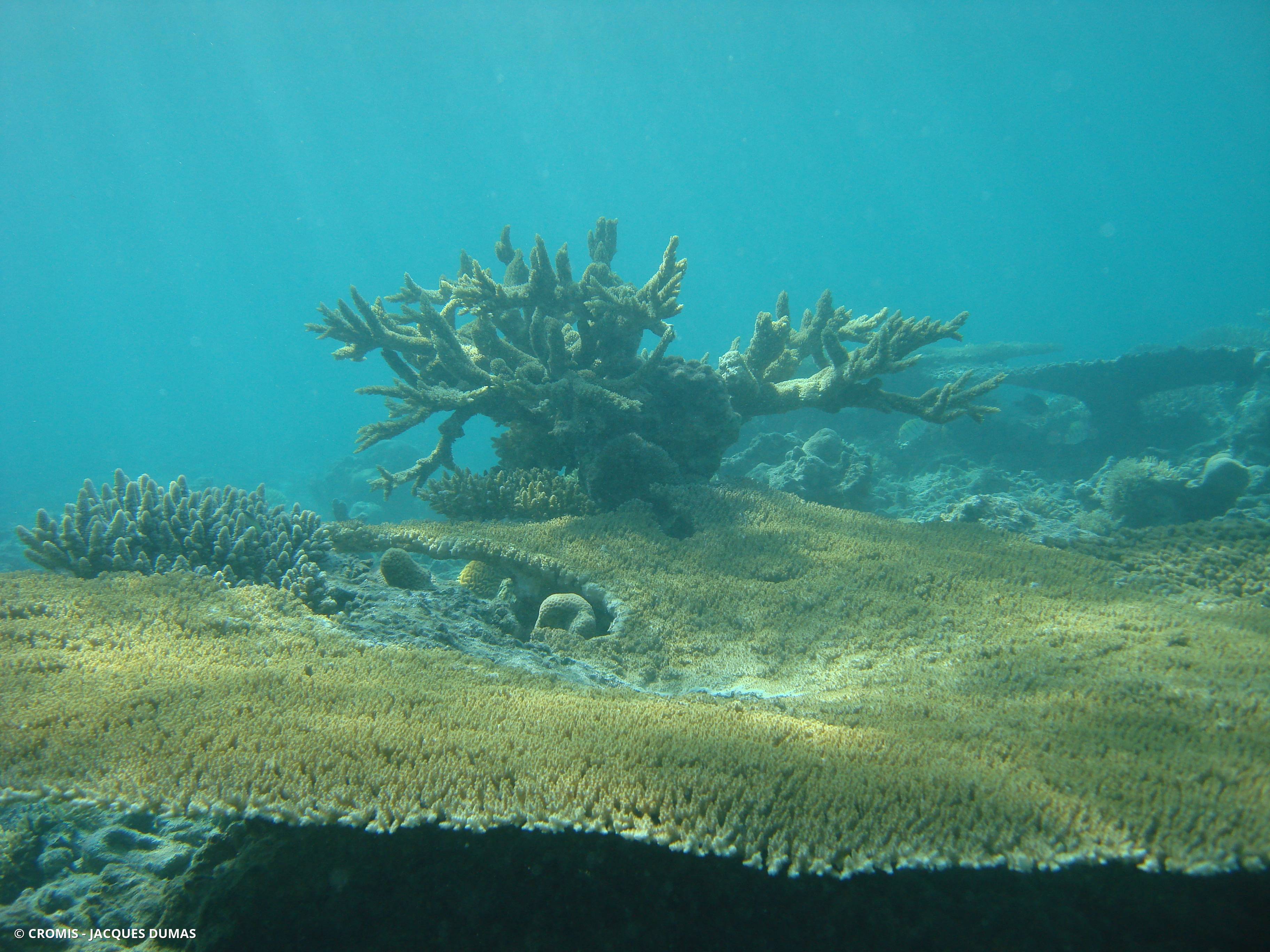 Corail corne de cerf
