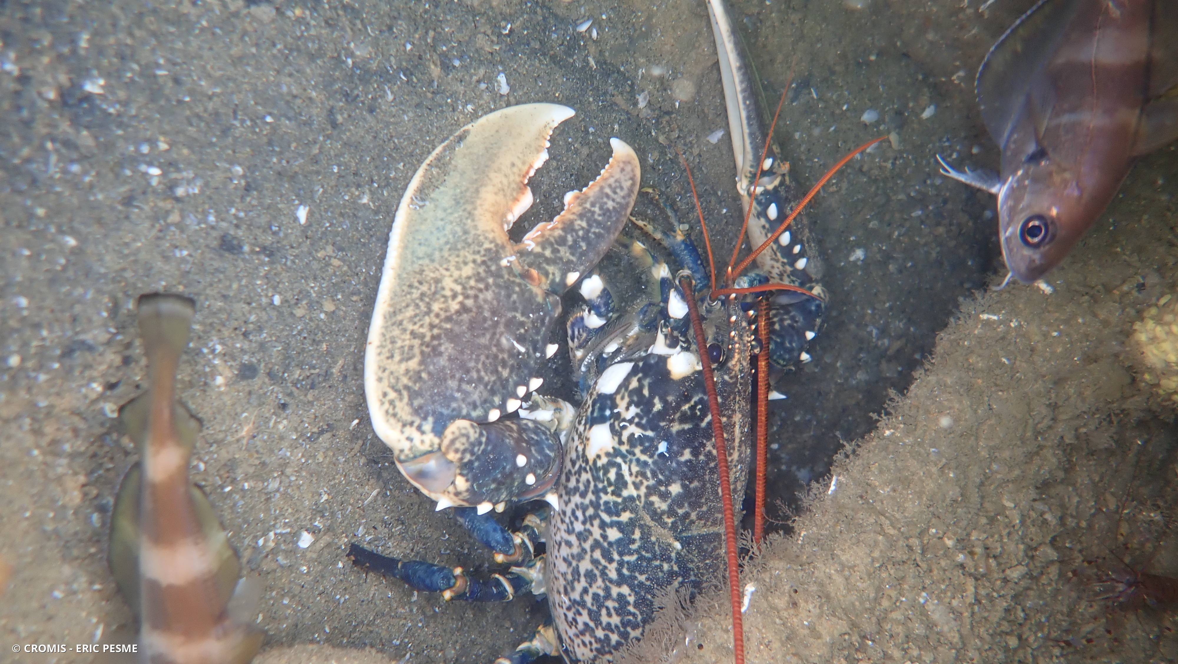 Homard européen