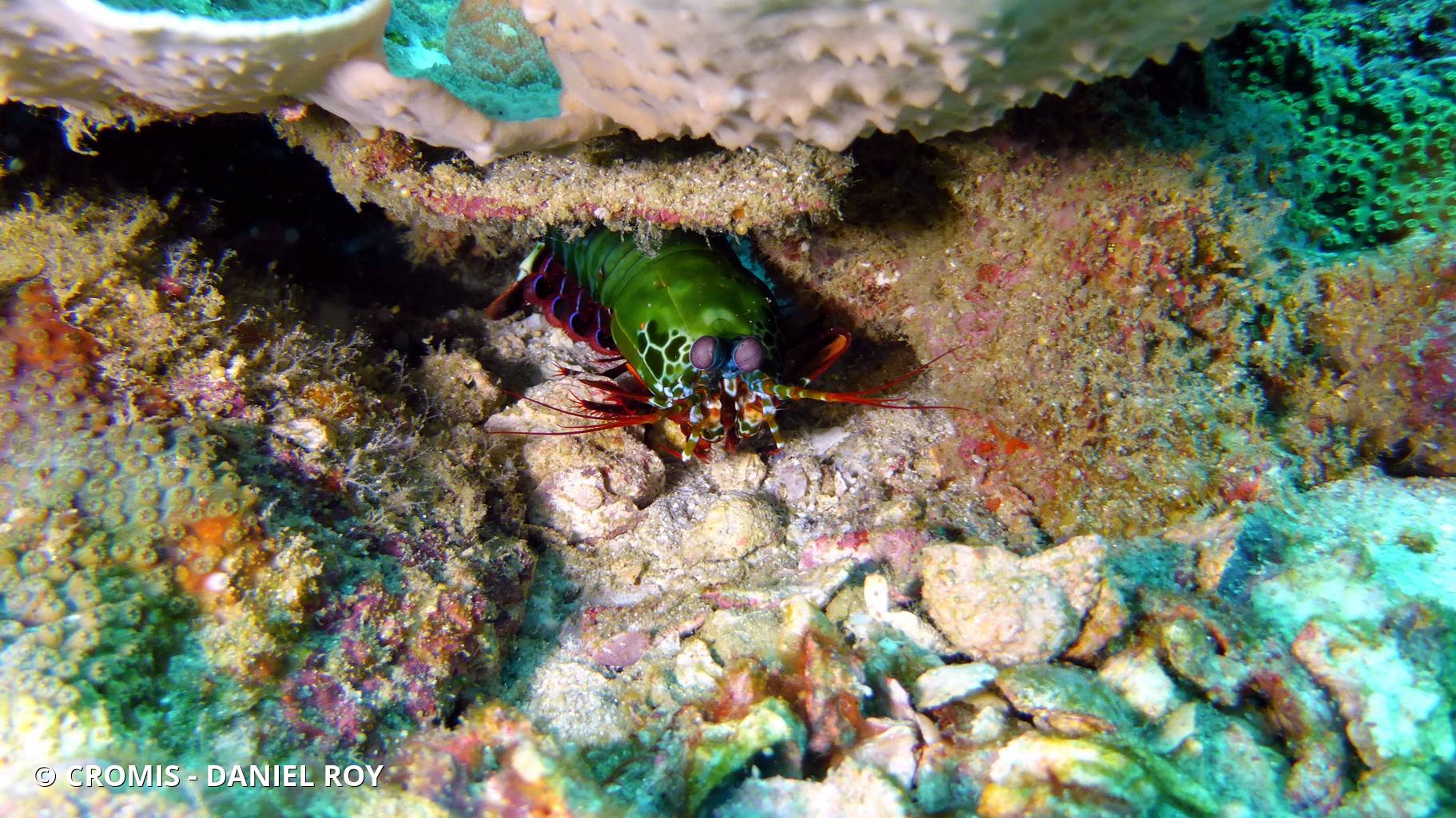 Mante de mer paon