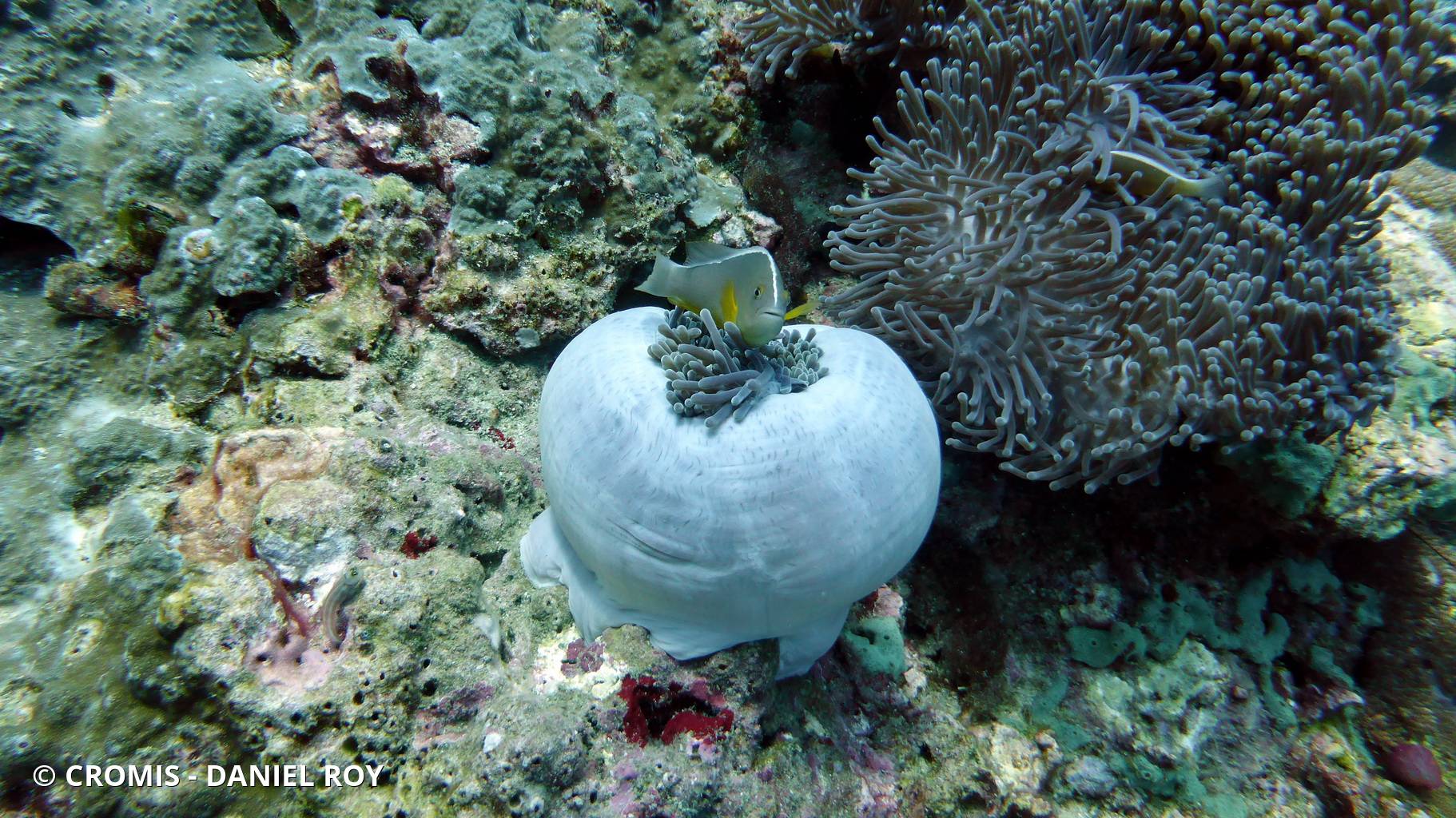 Poisson-clown mouffette