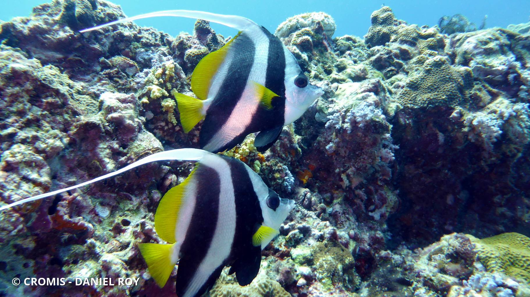 Poisson-cocher commun