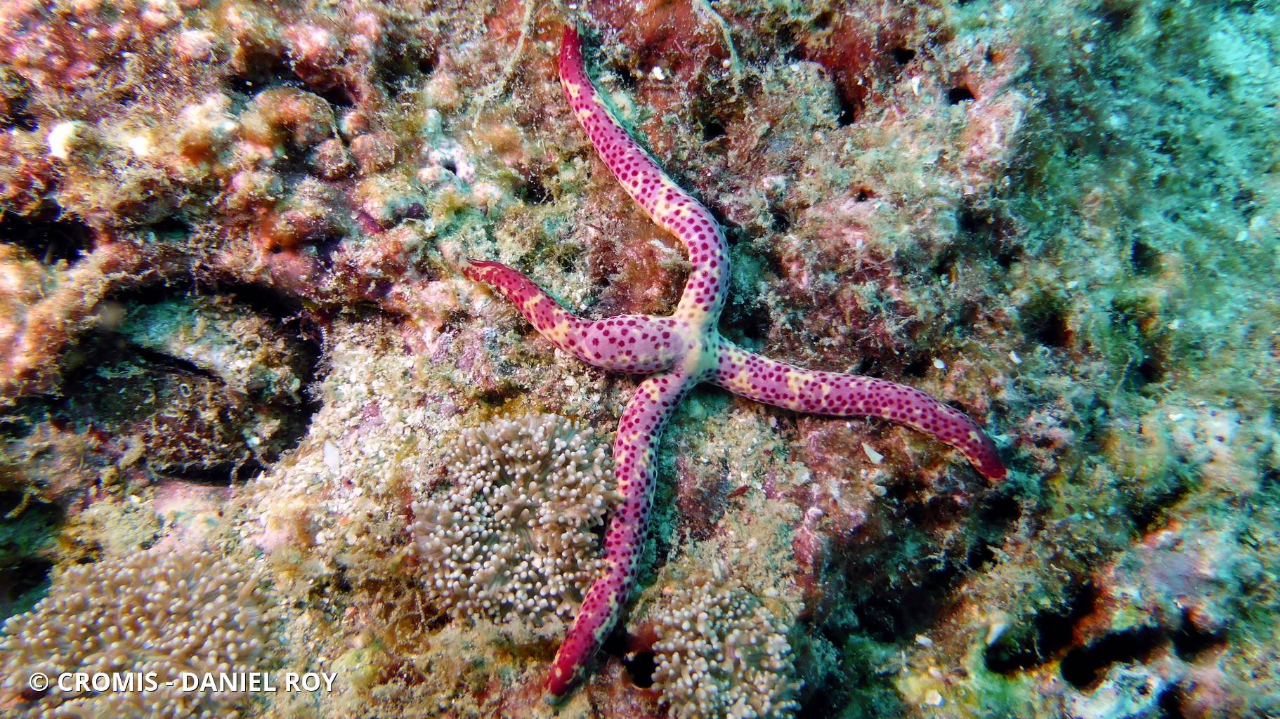 Comète de mer