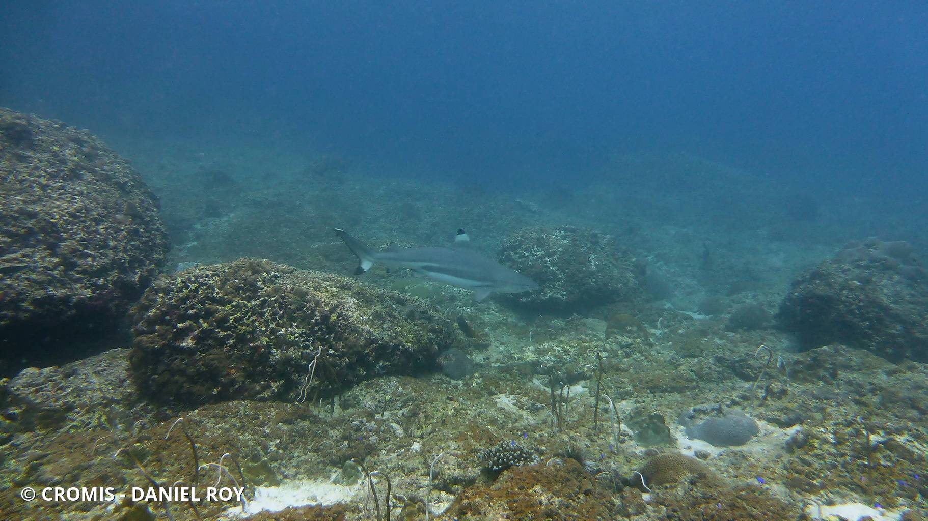 Requin pointes noires